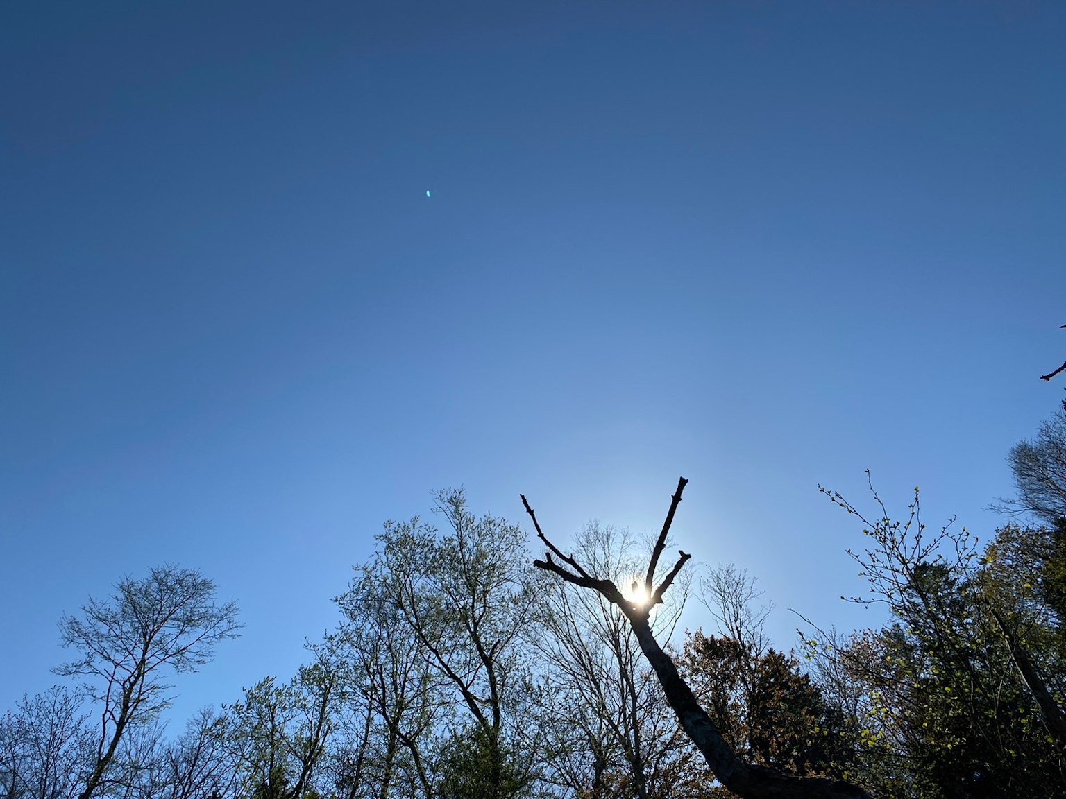 Silhouette d'arbres contre un ciel bleu avec la lumière du soleil filtrant à travers les branches