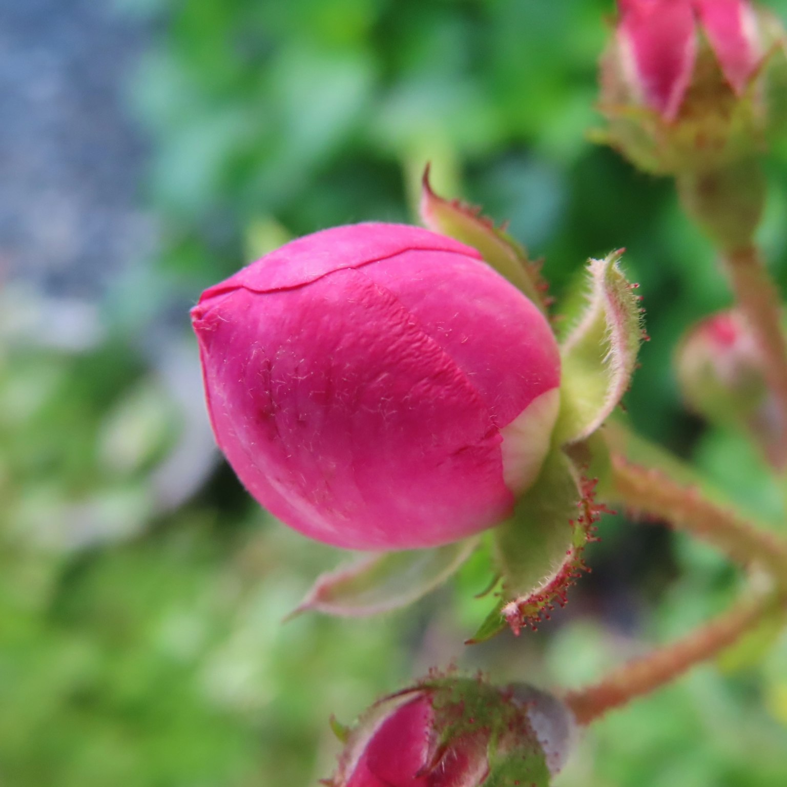 Bocciolo di rosa rosa su uno sfondo verde sfocato