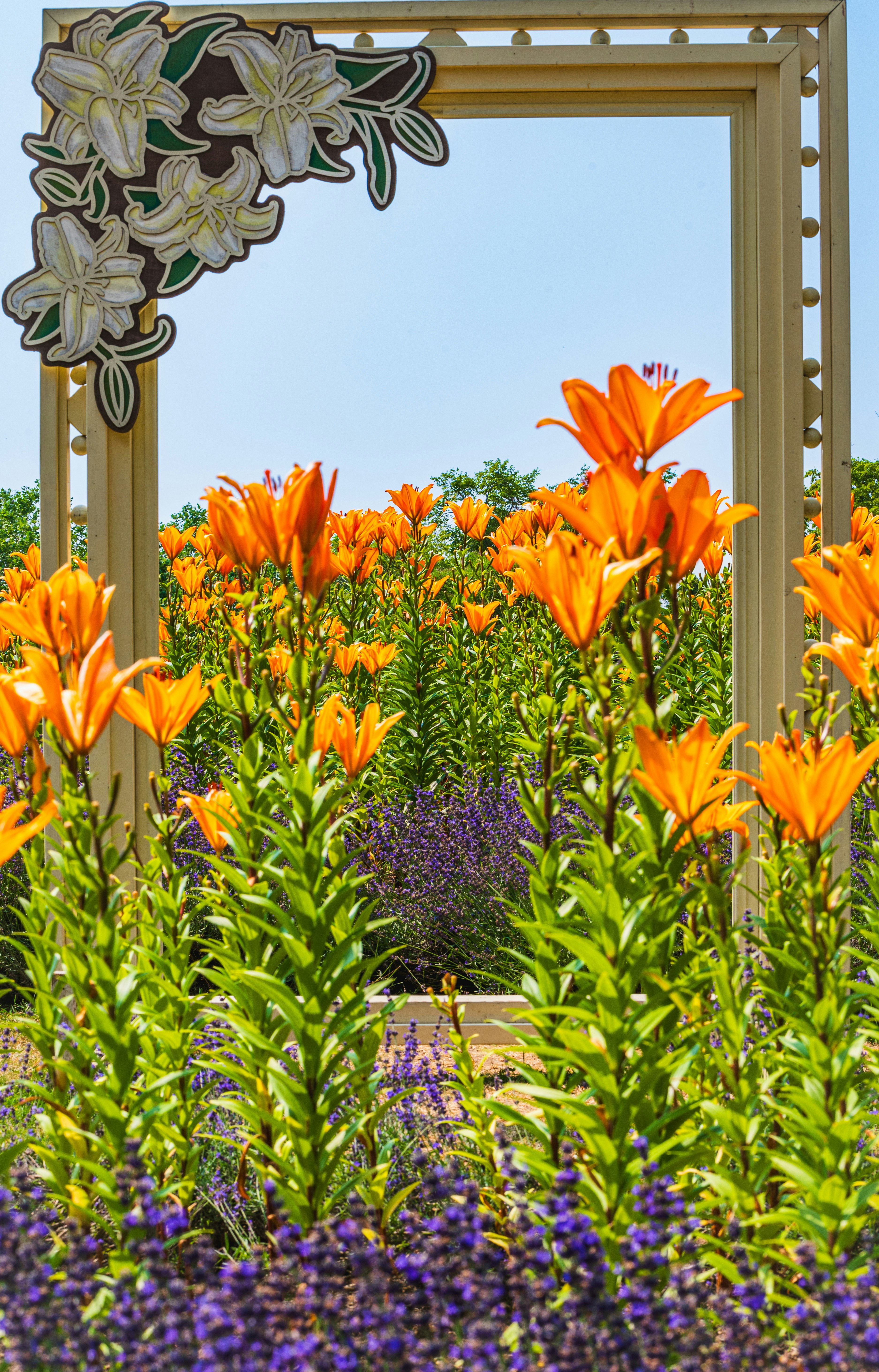 オレンジのユリと紫の花が咲く庭の花壇のフレーム画像