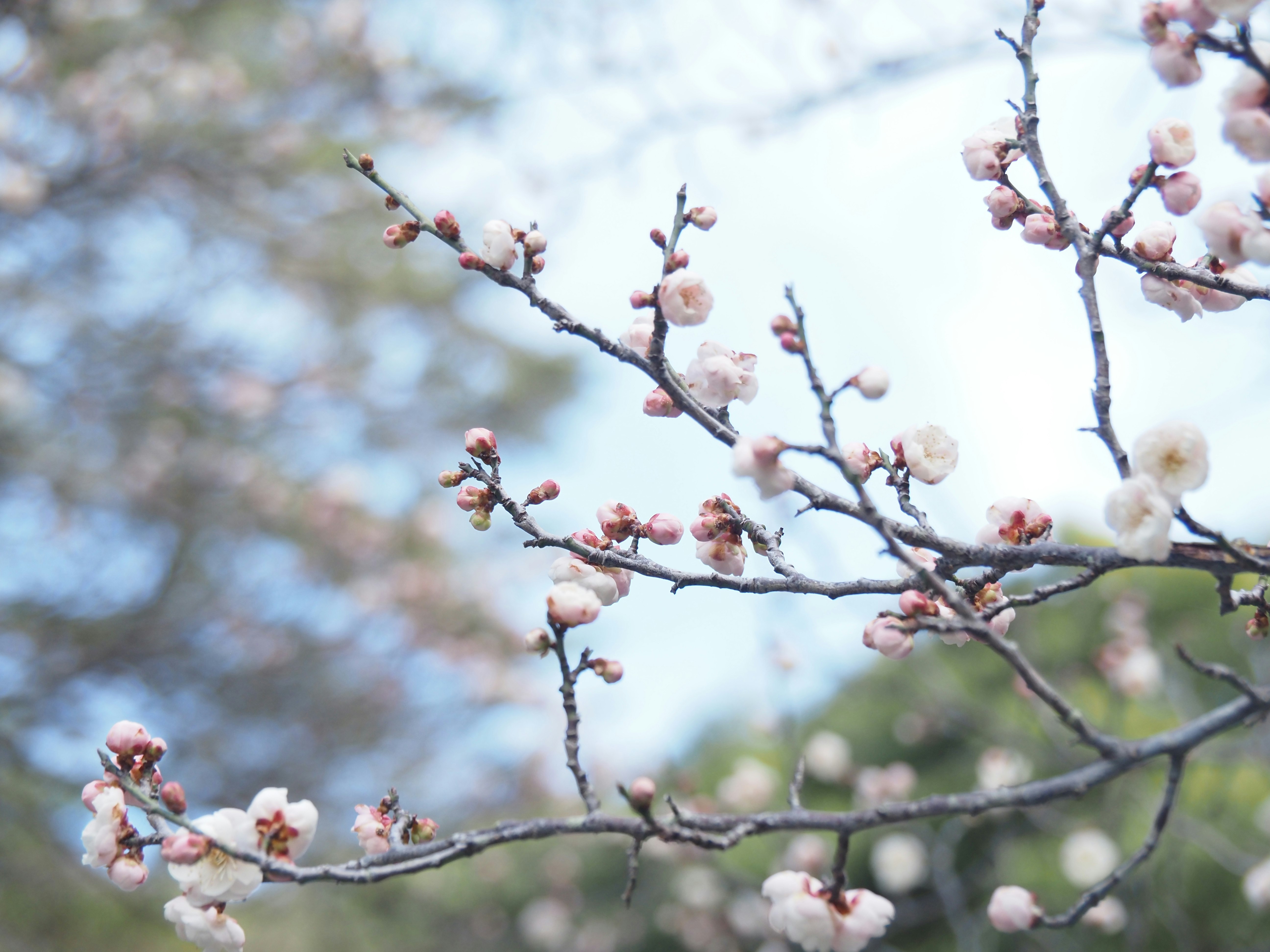 Pflaumenblüten an einem blühenden Zweig im Frühling