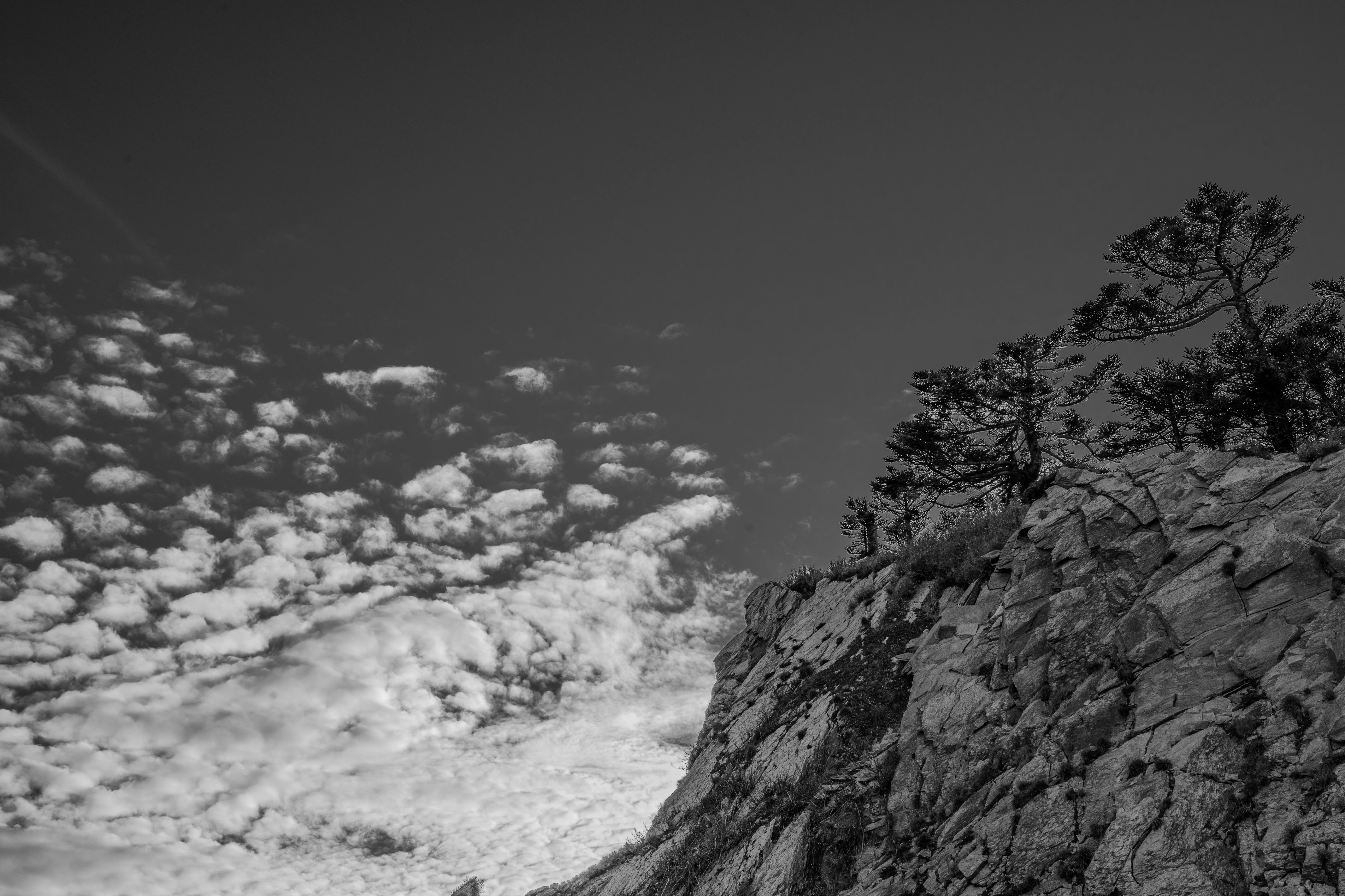 合歓山の冷杉林を望む稜線と雲海のモノクロ風景