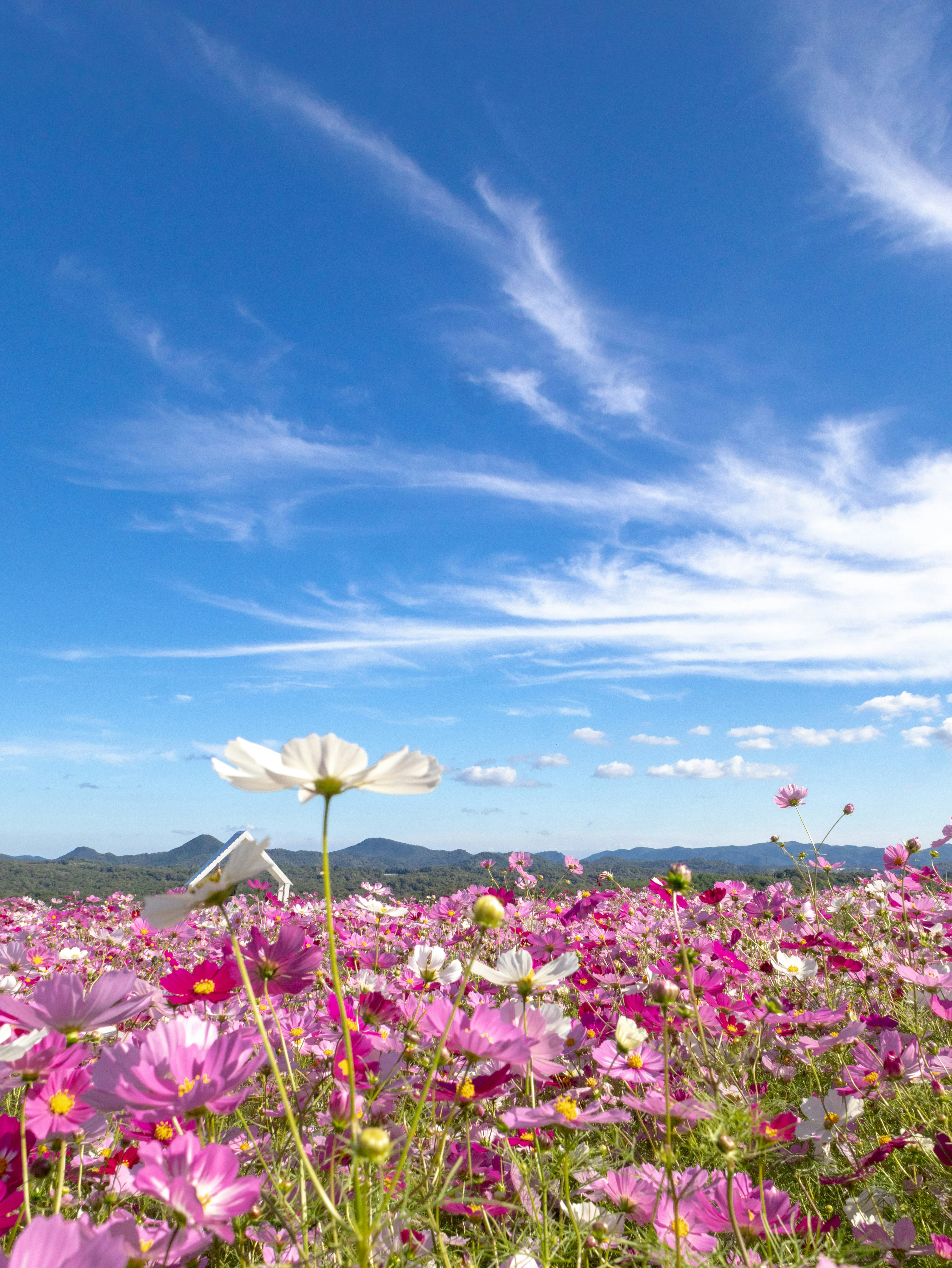青空の下で咲き誇るコスモス畑の花々