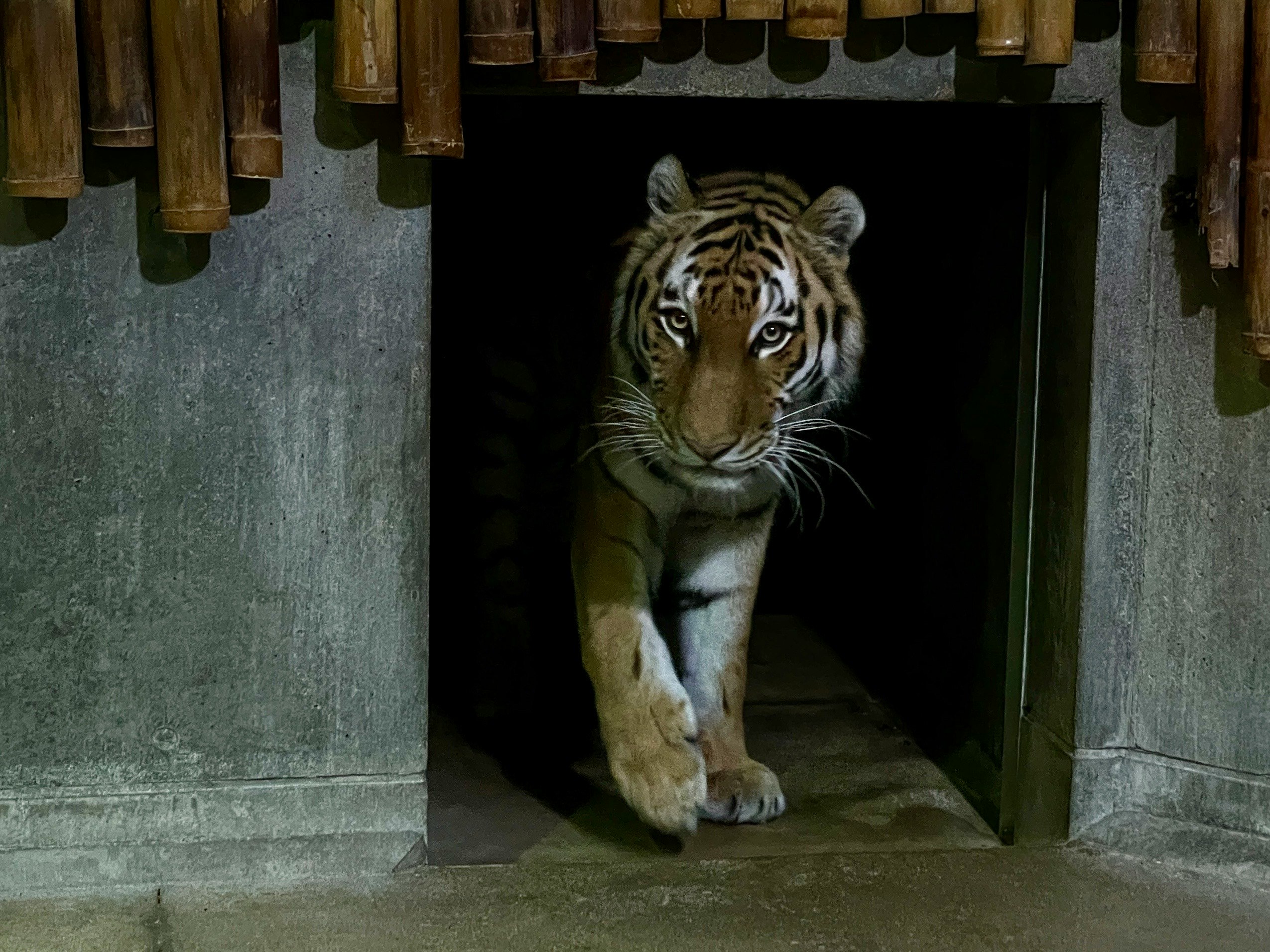 トラがトンネル状の通路の奥から見つめる動物園の展示