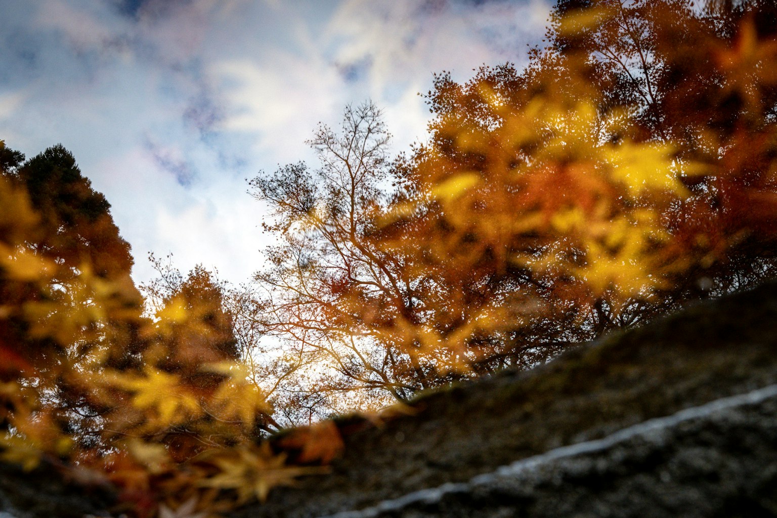 Autumn leaves reflecting on water surface