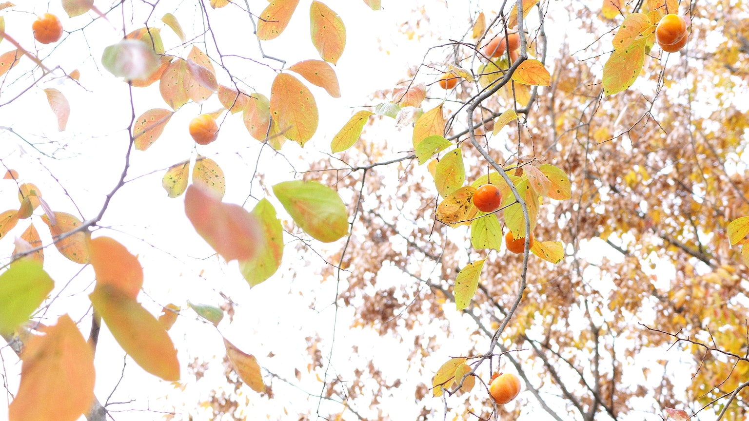 Ramas de un árbol con hojas de otoño y frutas naranjas