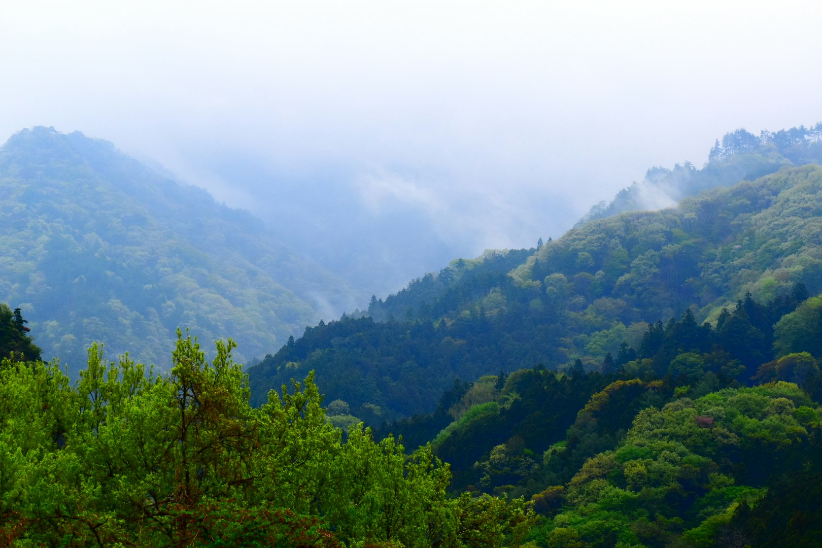 霧に包まれた山あいの緑の渓谷