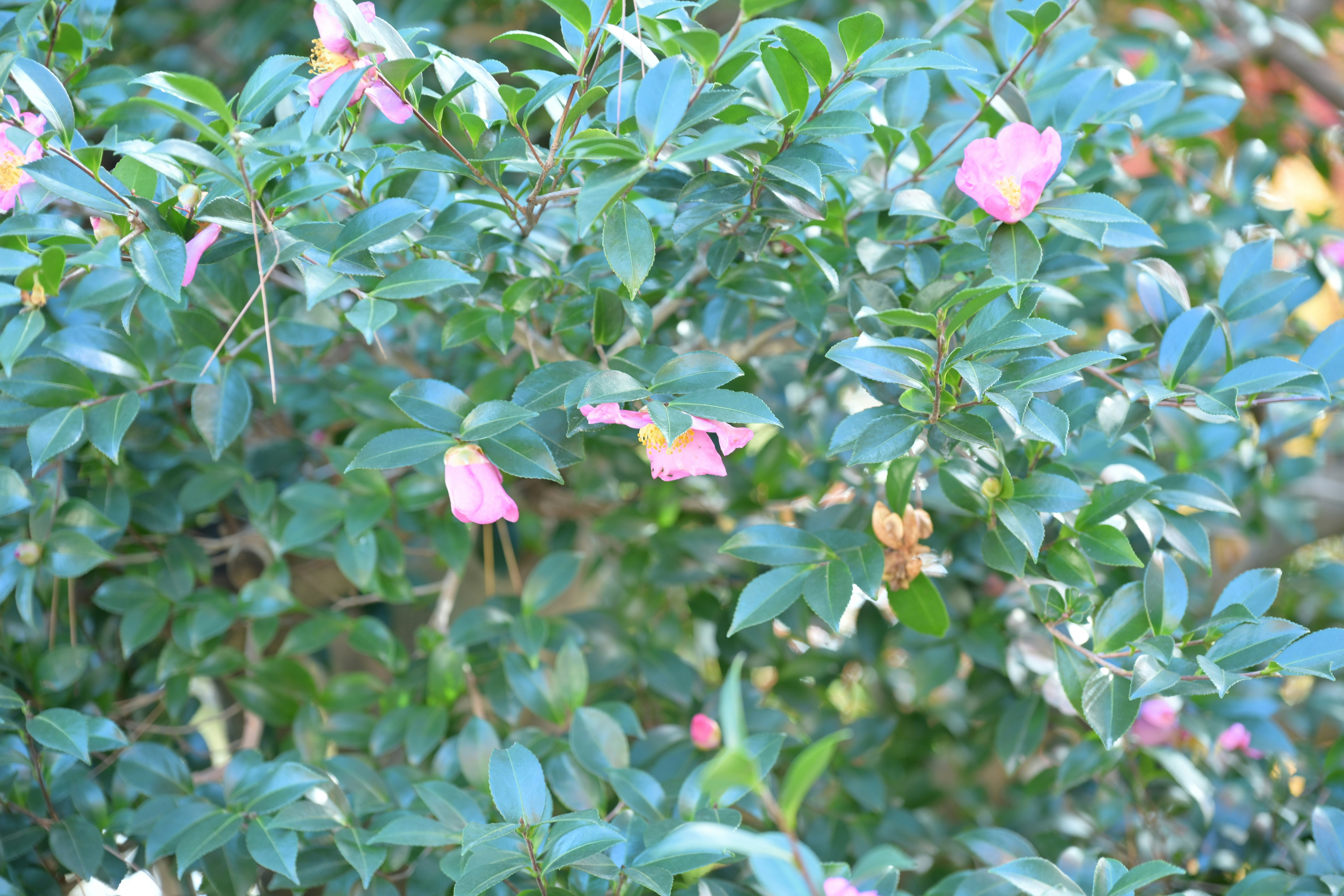 花が咲く常緑の低木の葉のクローズアップ