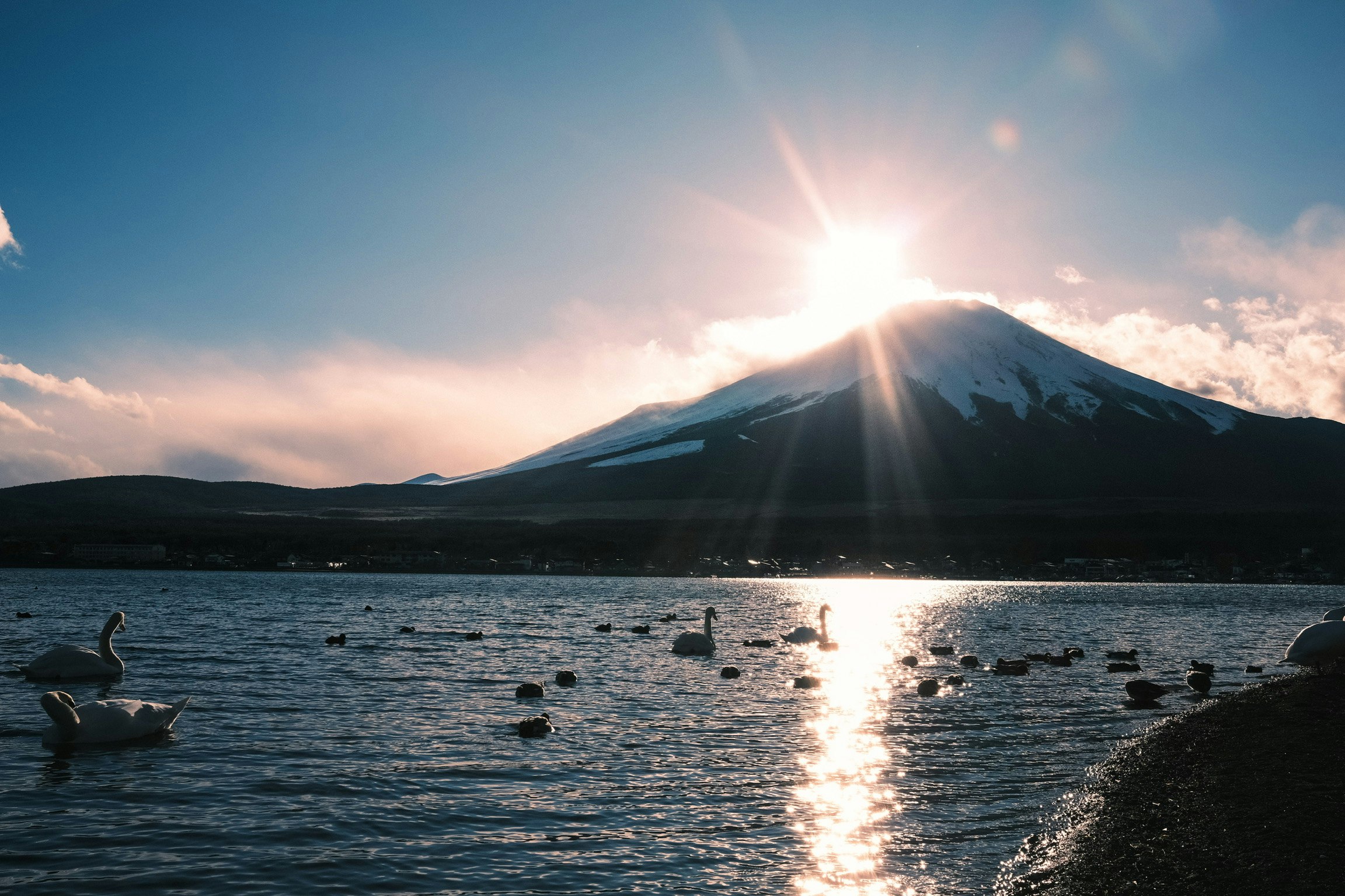 夕日に照らされた山中湖の白鳥と富士山