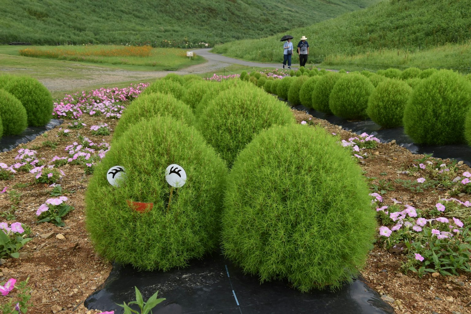 一個景觀，排列著圓形綠色植物，其中一株植物具有面部表情