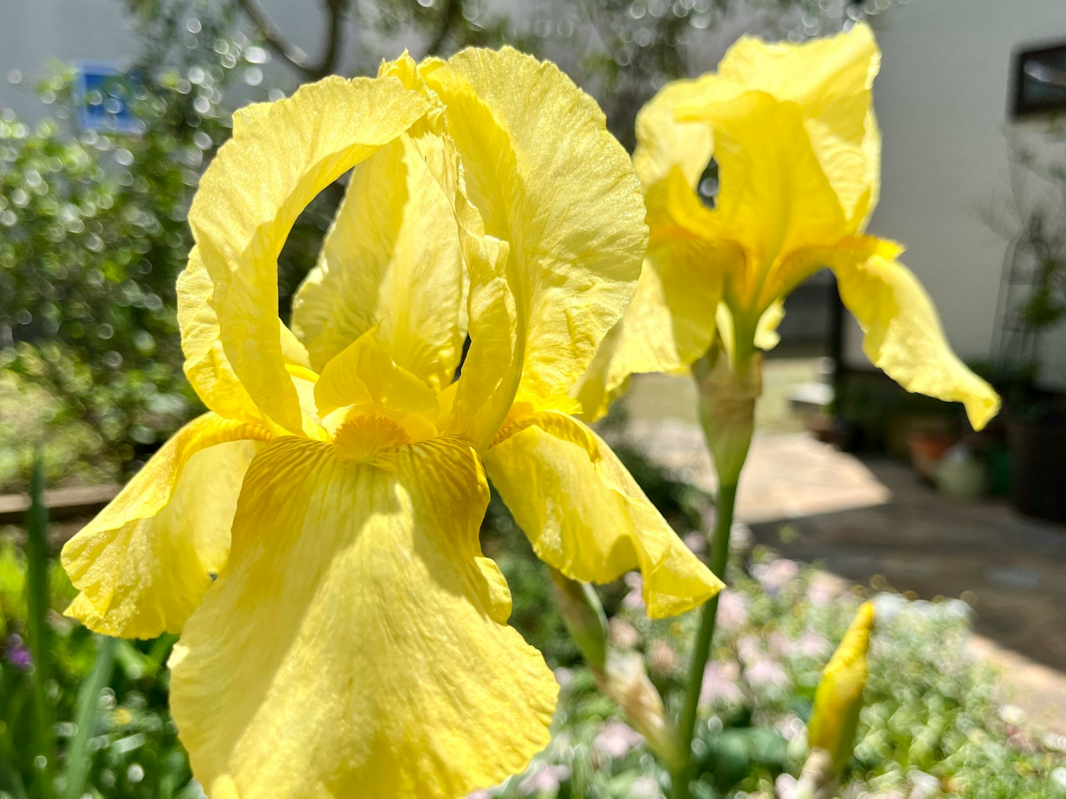 Lebendige gelbe Schwertlilien blühen in einem Garten