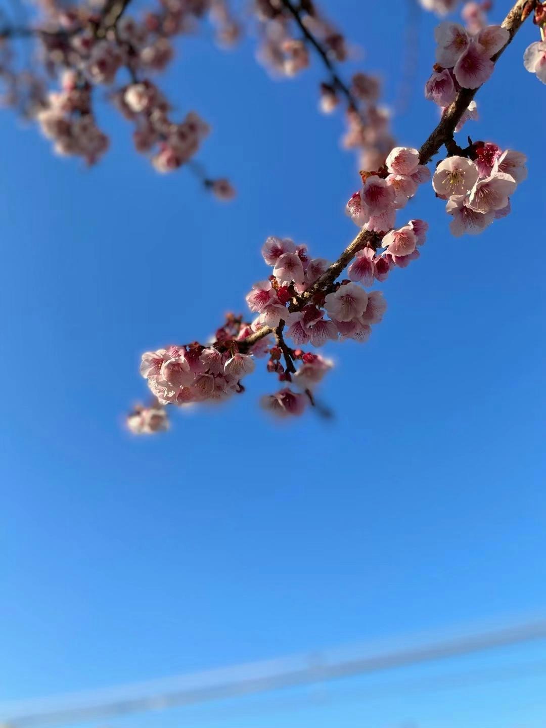 青空に咲く桜の花枝
