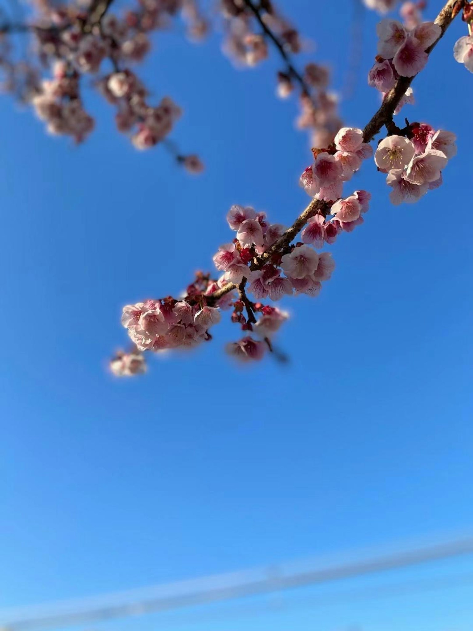 Branche de fleurs de pêcher contre un ciel bleu