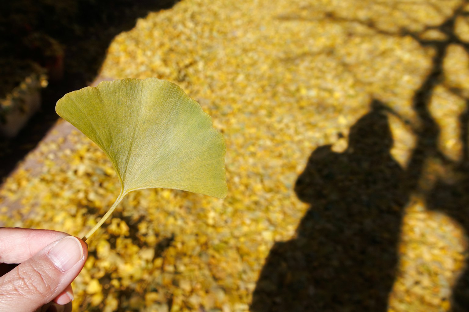 手に持たれたイチョウの葉とその影が映る秋の風景