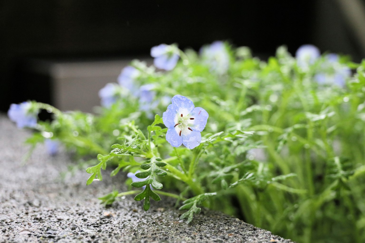 Close-up of a plant with blue flowers featuring delicate leaves and a soft appearance