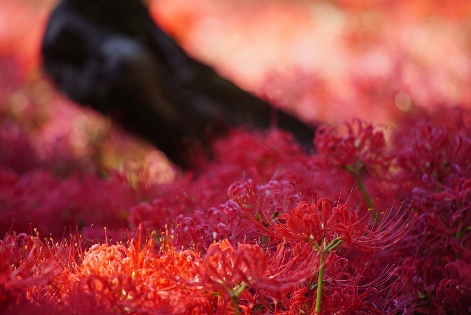 gros plan sur un champ de fleurs rouges en pleine floraison