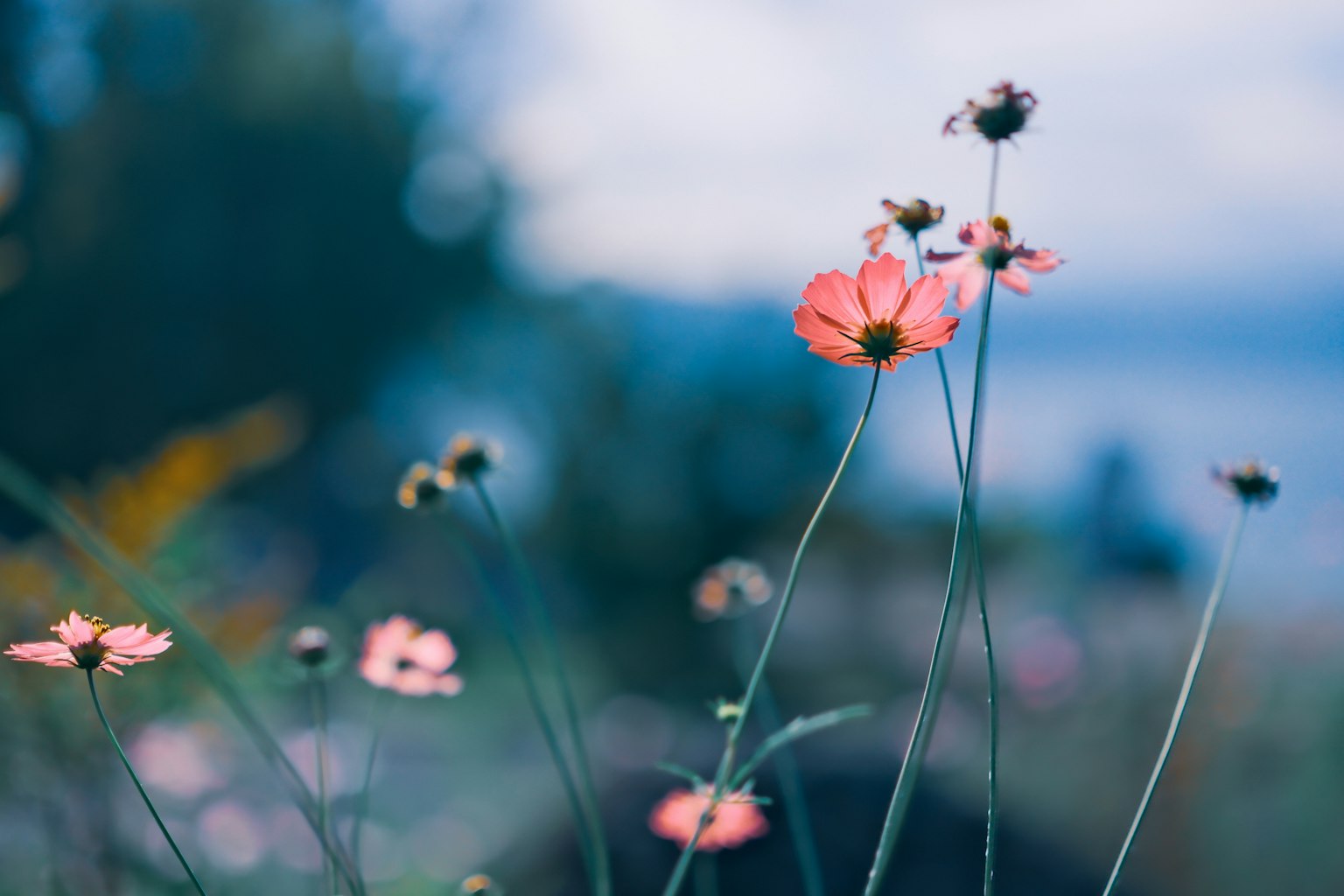 青い背景に咲くピンクの花々のクローズアップ