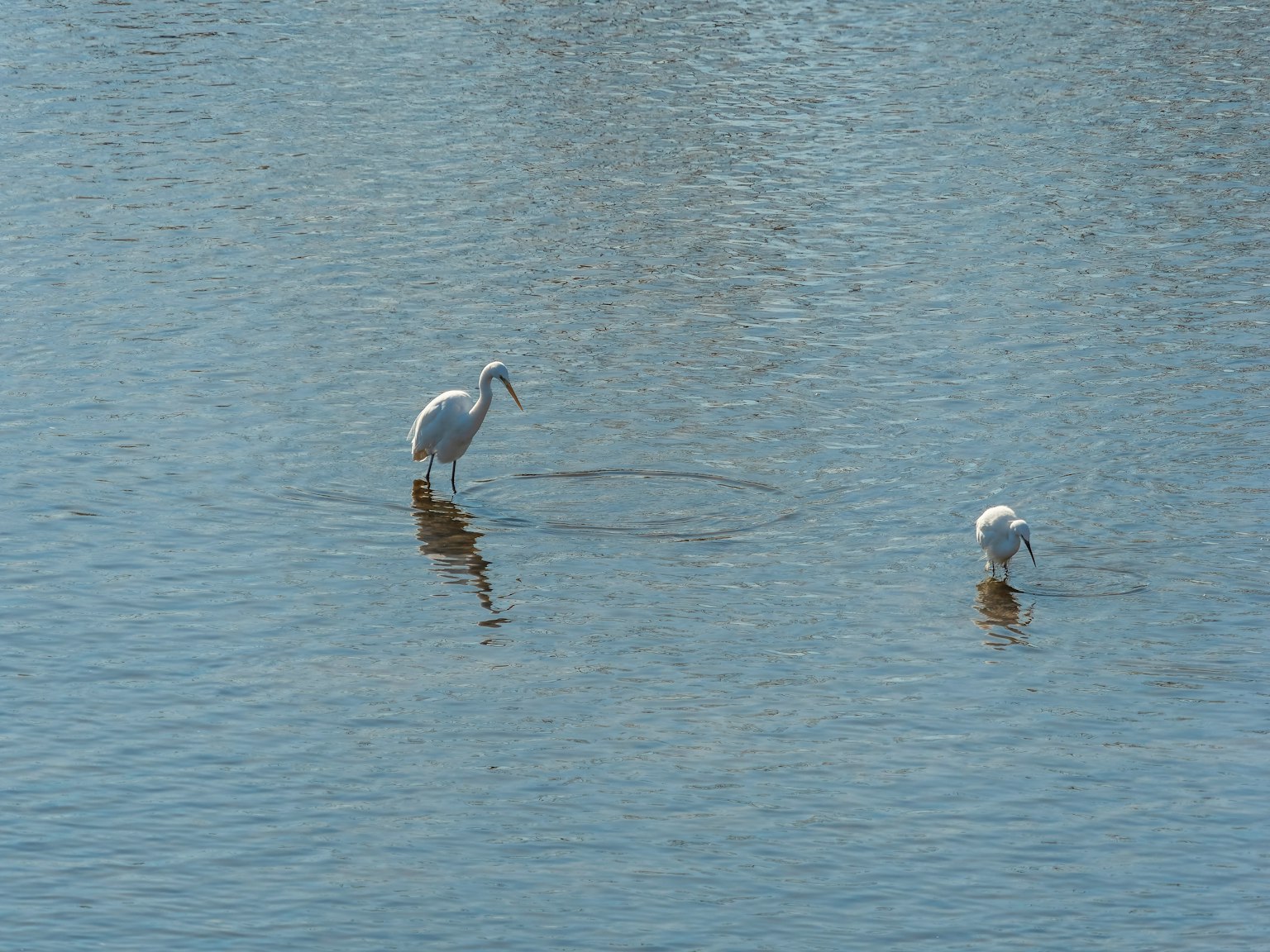 Une scène sereine avec un héron blanc debout dans l'eau à côté d'un petit oiseau blanc