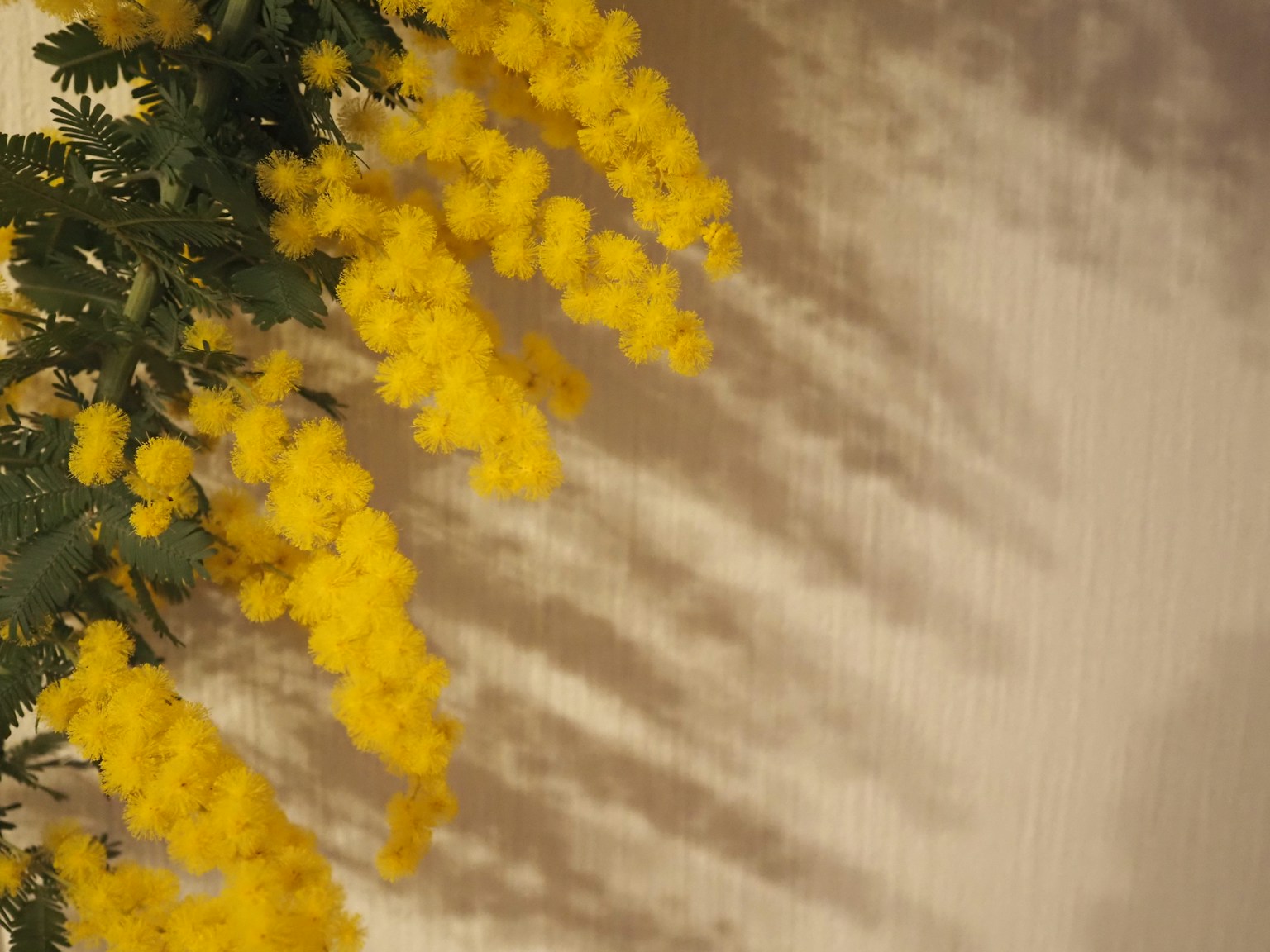 Immagine di fiori di mimosa gialli che proiettano ombre