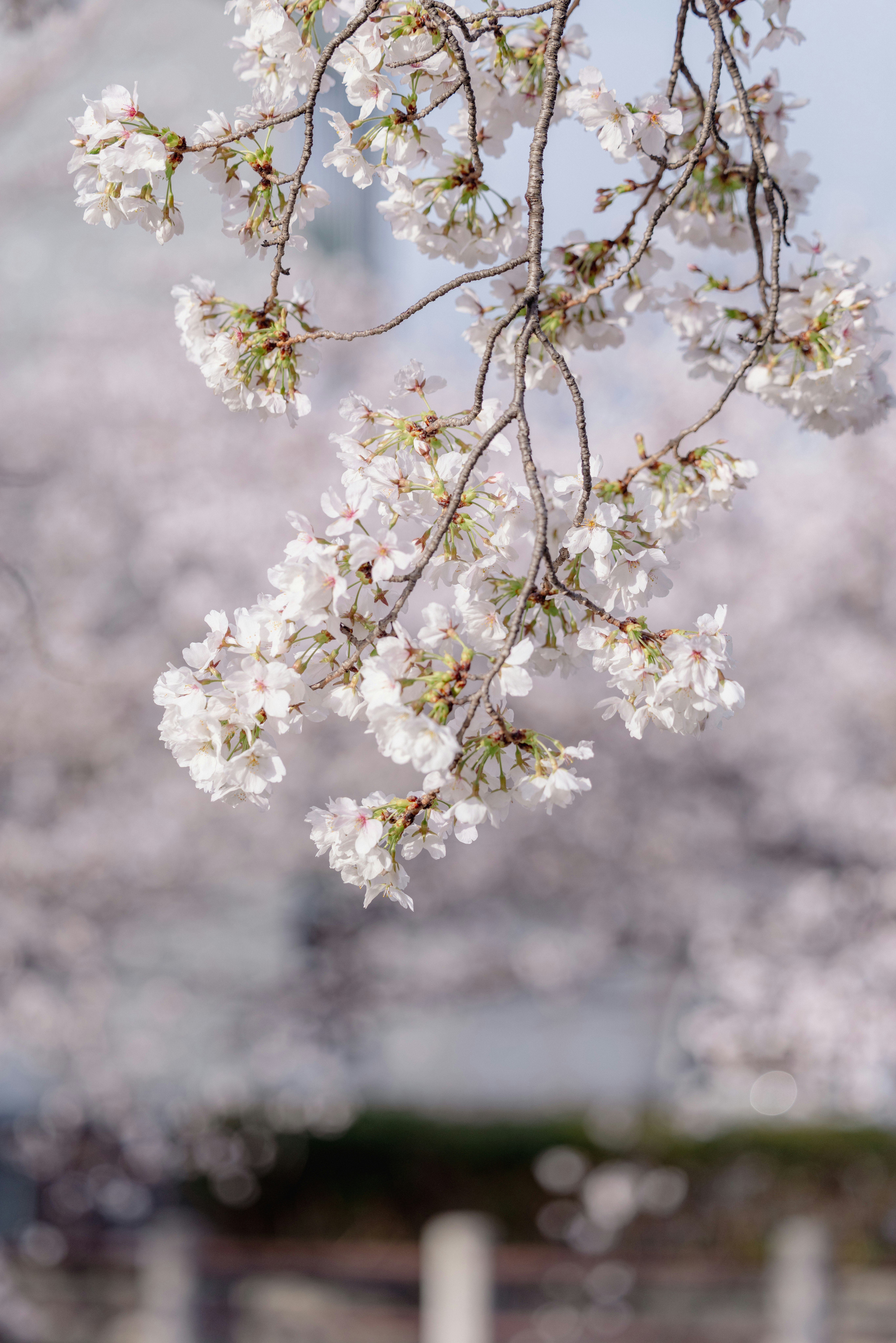 桜の花が枝に咲く春の風景