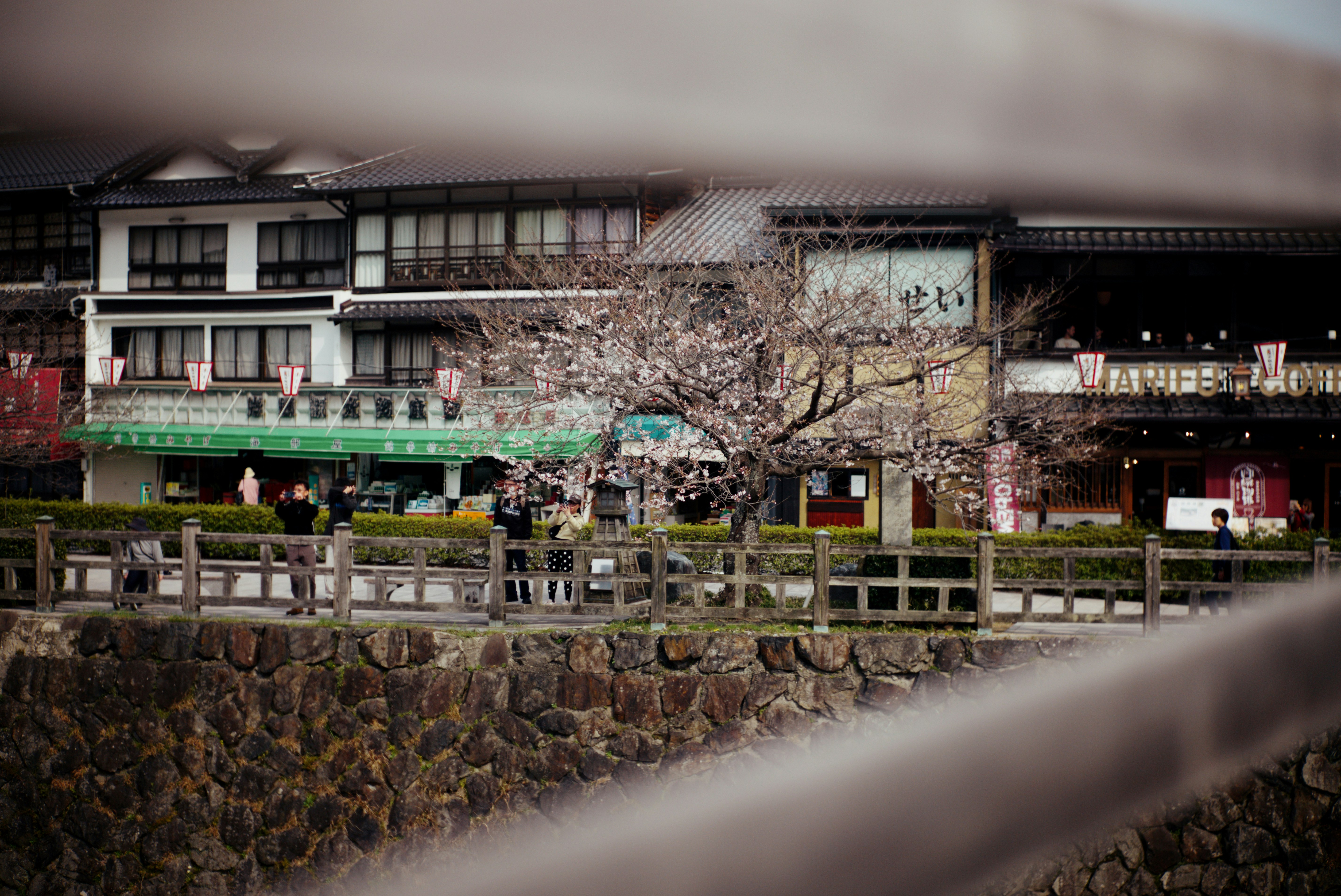 錦帯橋の周辺にある桜並木と川沿いの景色