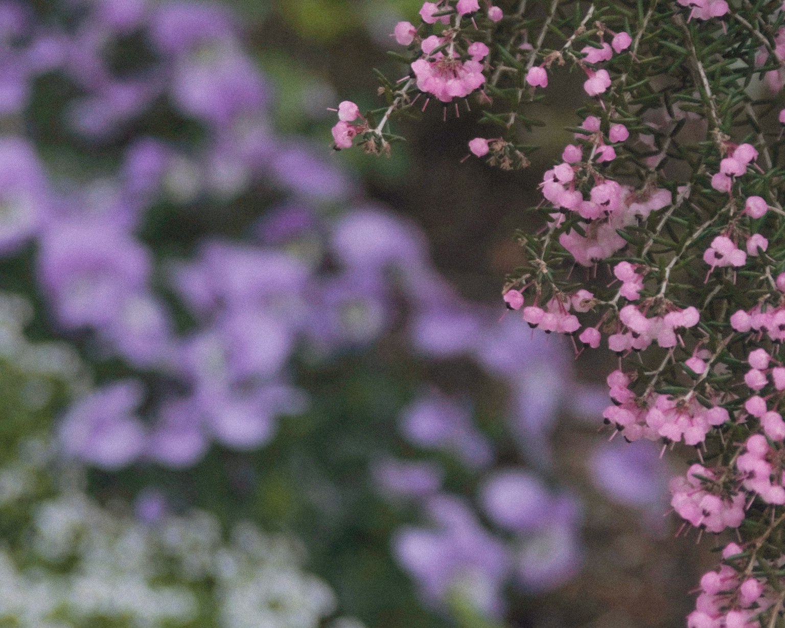 Rosenblüten an einer Pflanze mit verschwommenen lila Blumen im Hintergrund