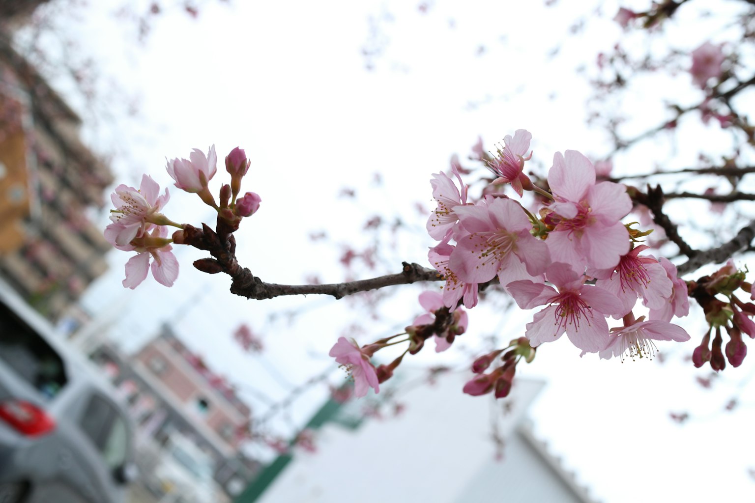 ภาพใกล้ของกิ่งซากุระที่มีดอกไม้สีชมพูในวันที่แจ่มใส