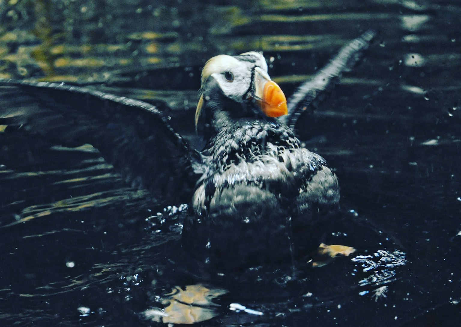 Papageitaucher breitet seine Flügel im Wasser aus