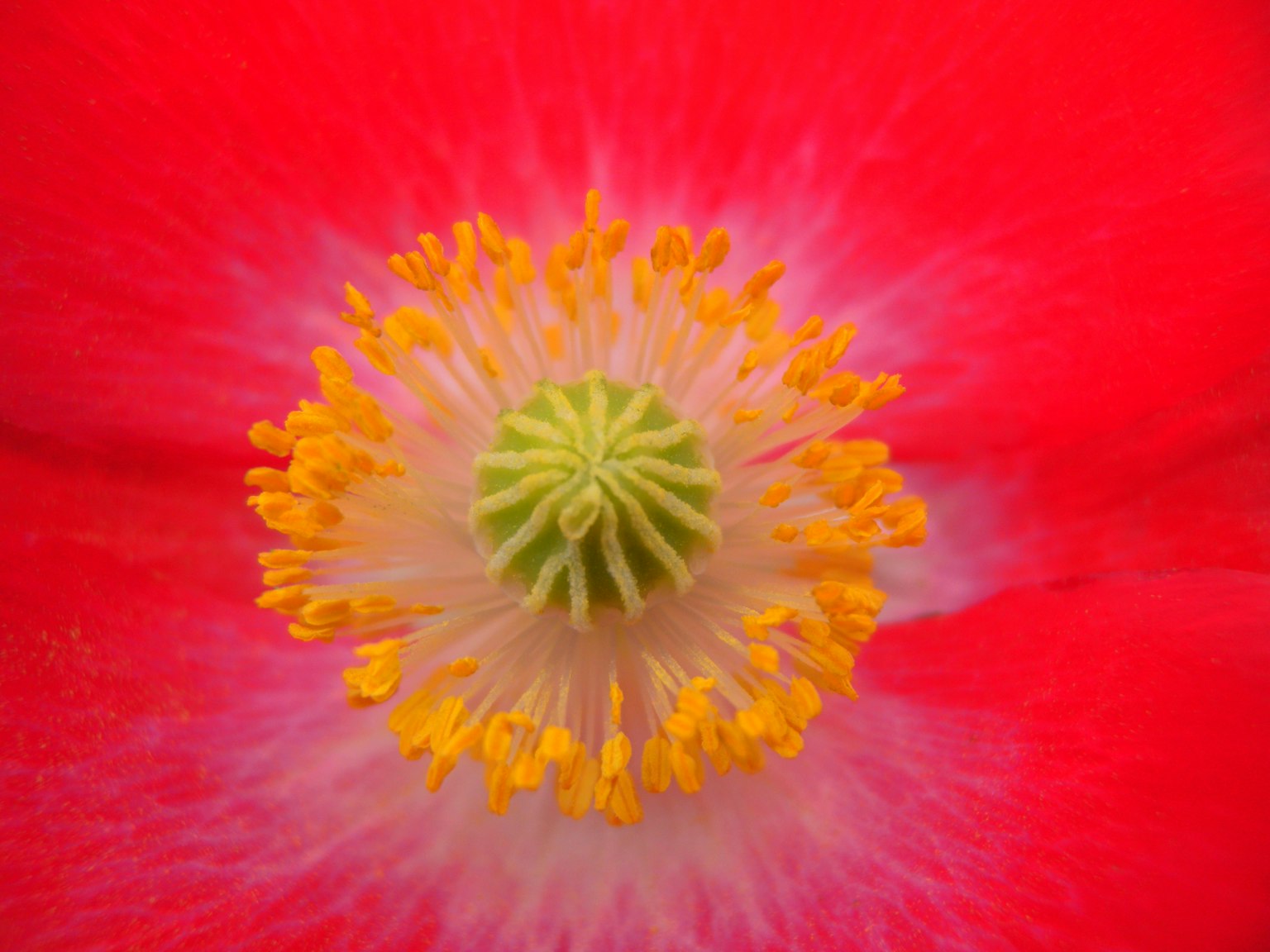 Pétales de fleur rouge vif avec un bouton vert et du pollen jaune au centre