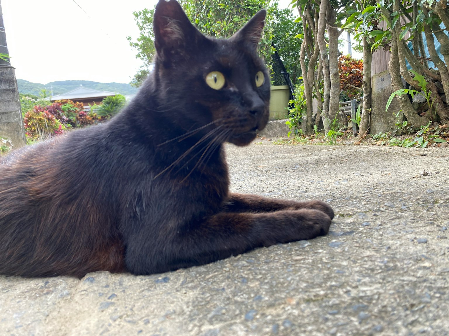A black cat lying on the road