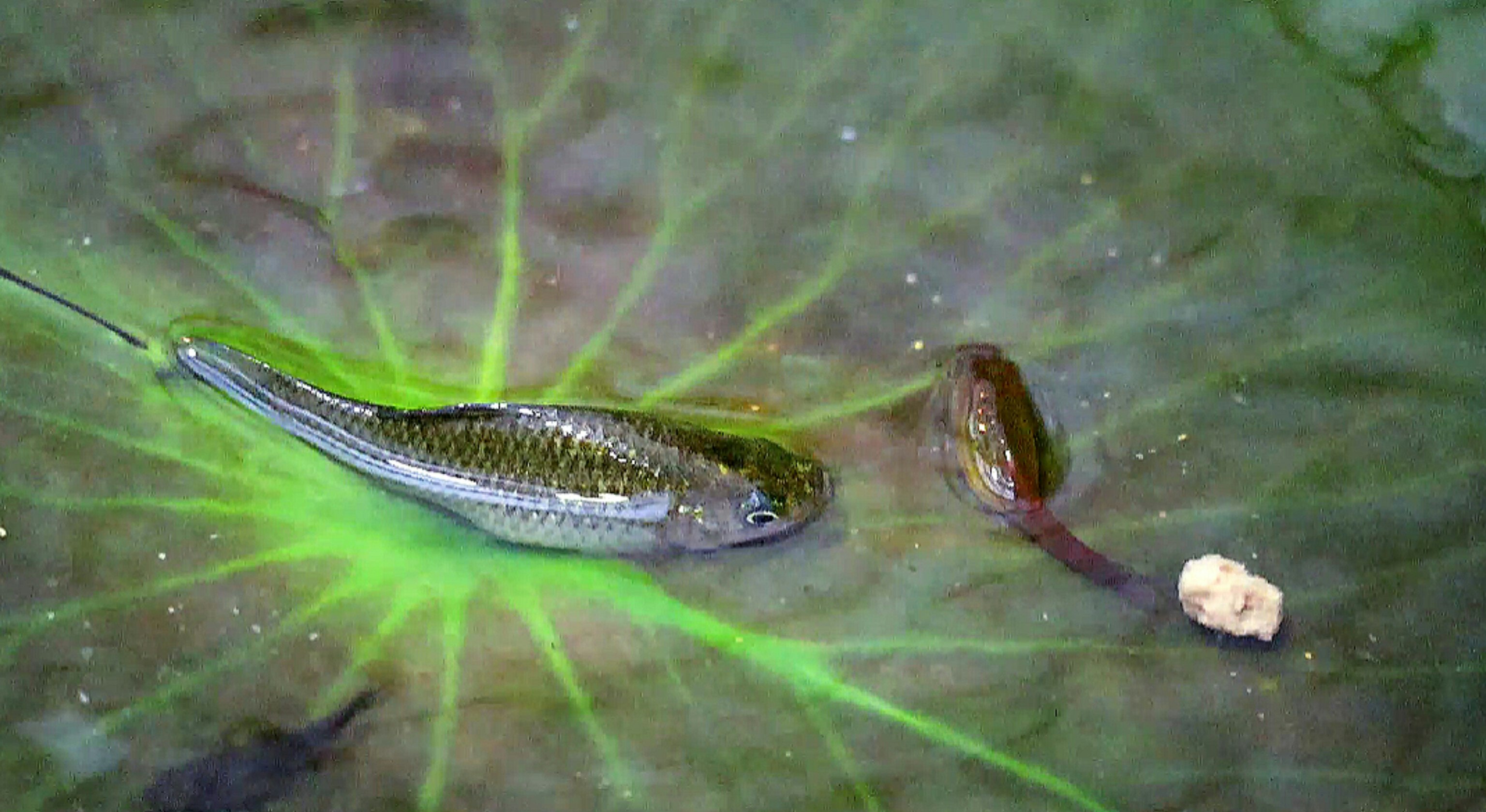 蓮の葉の上の魚が泳ぐ水面