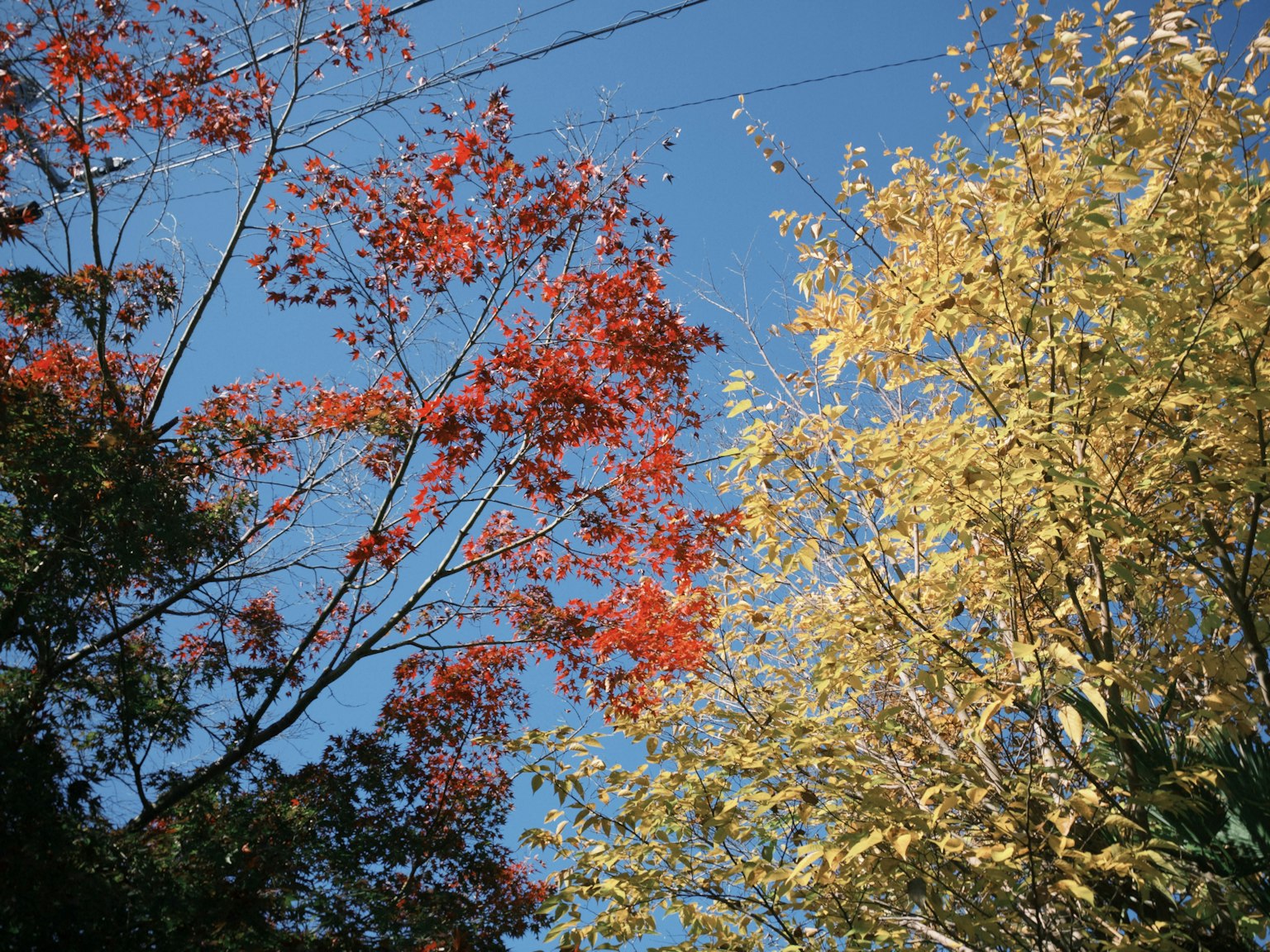 Arbres avec des feuilles rouges et jaunes sous un ciel bleu