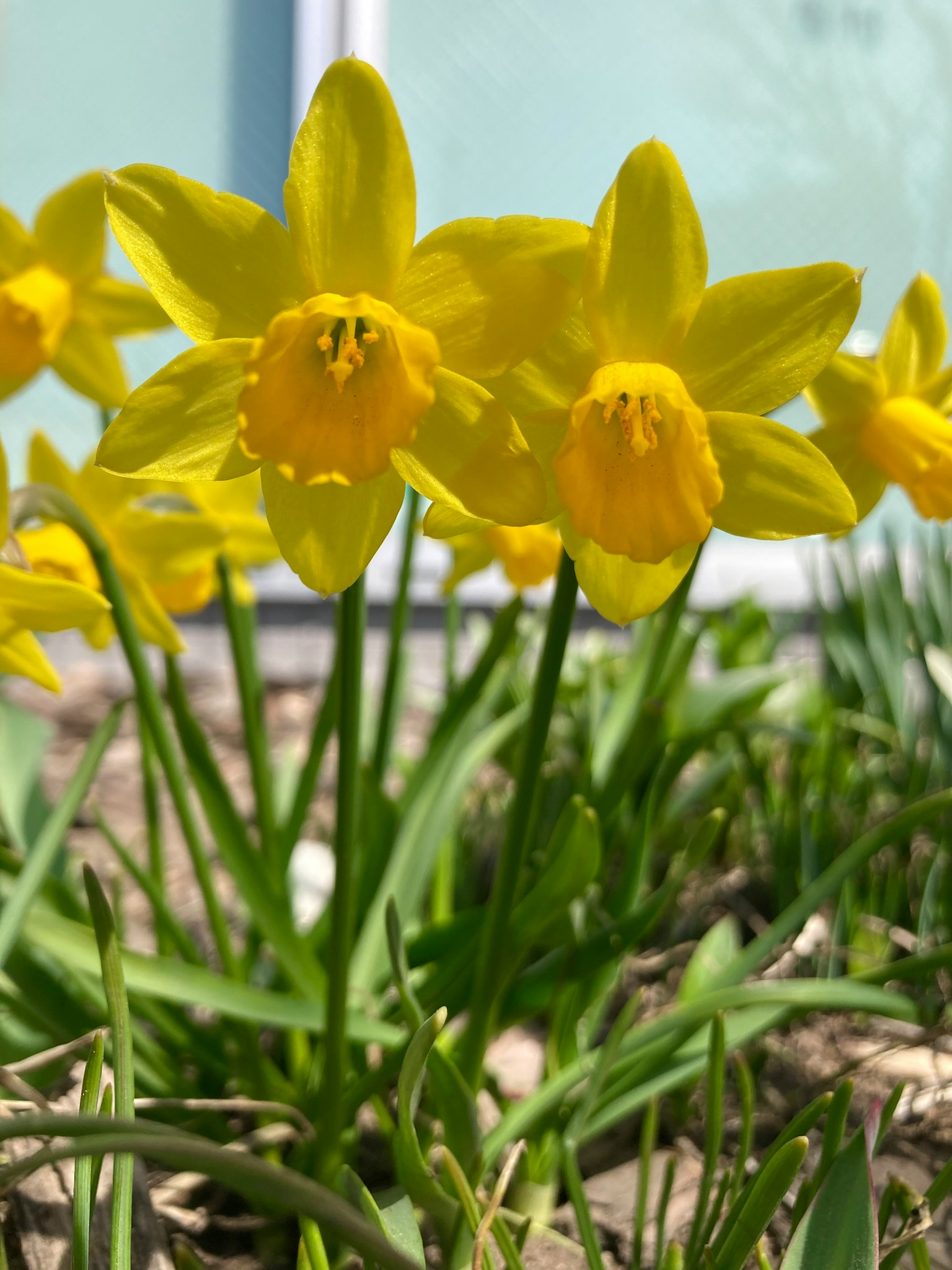 Fiori di narciso gialli brillanti in fiore con foglie verdi e uno sfondo blu