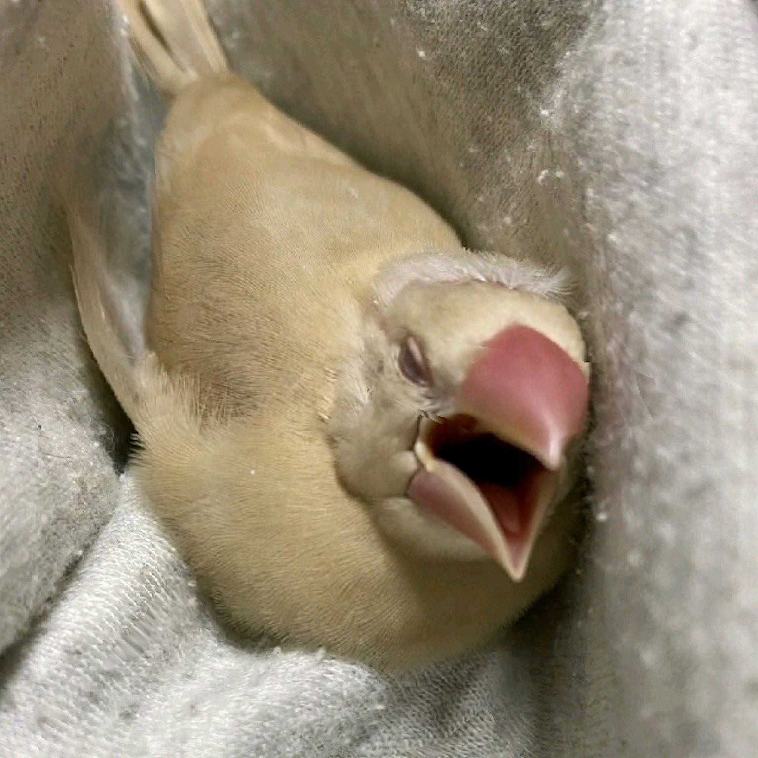 Ein weißer Vogel mit einem rosa Schnabel, der in einer Decke gähnt