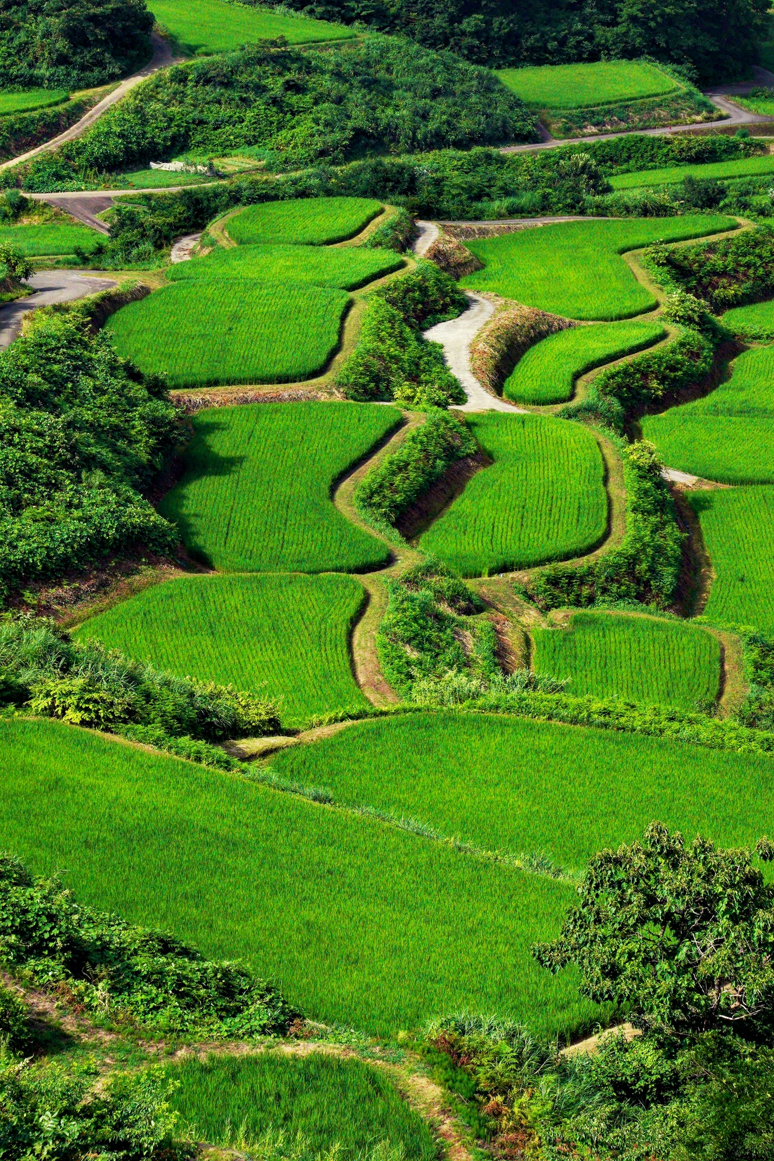 Una hermosa vista de las exuberantes terrazas de arroz verde desde un punto elevado