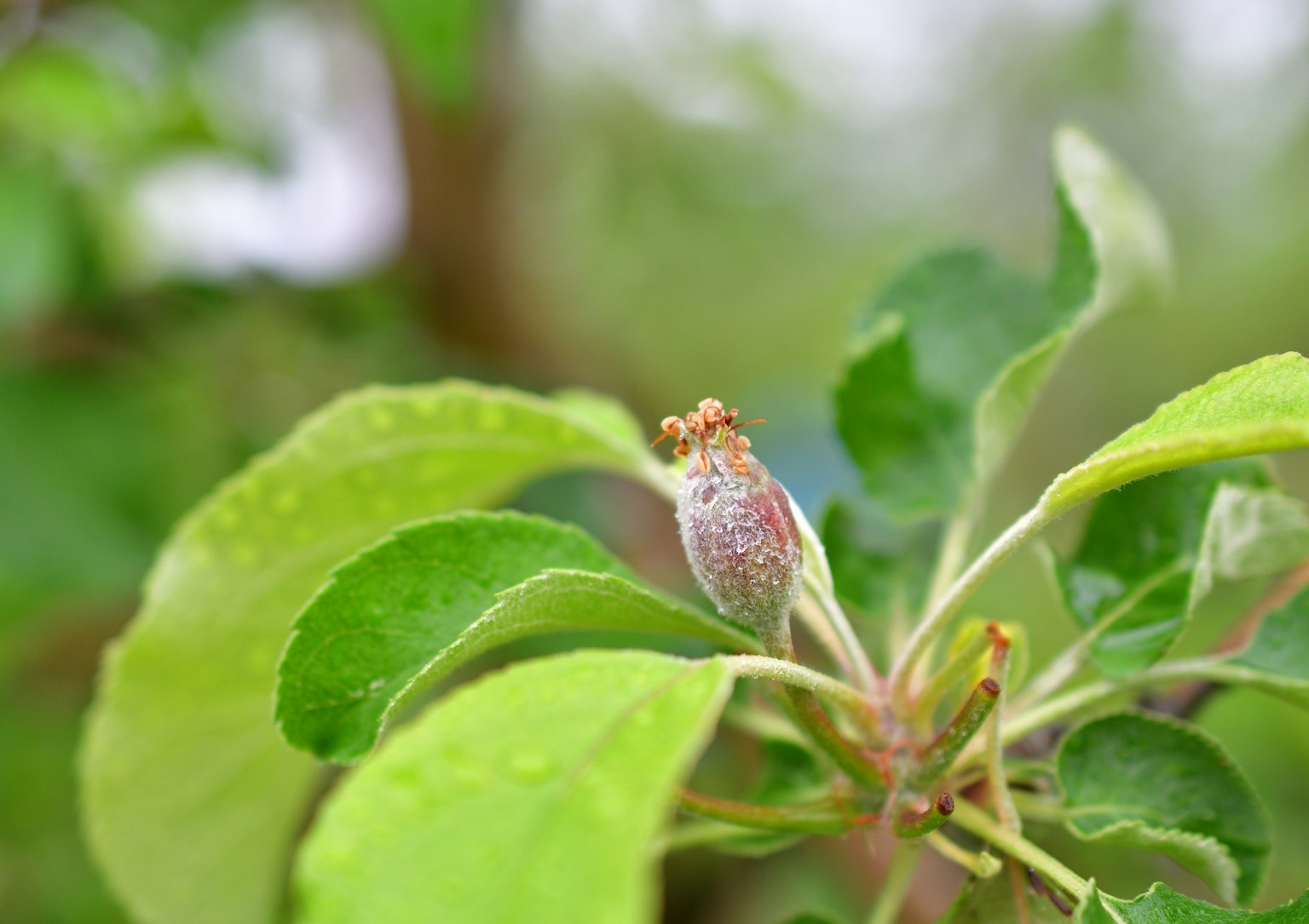 Kedekatan tunas baru dengan daun hijau dan tetesan air