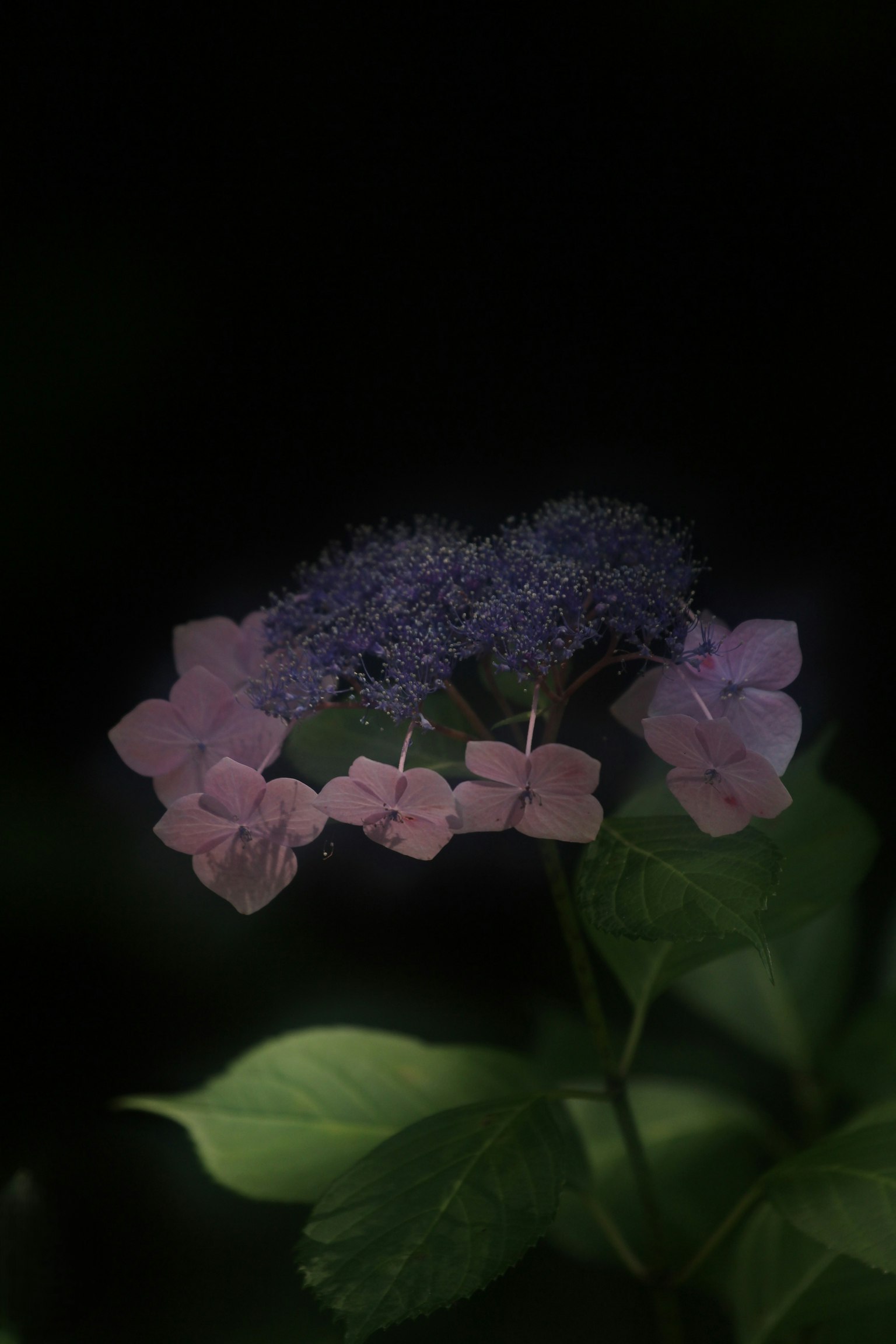 Fleur violette avec des feuilles vertes sur fond sombre