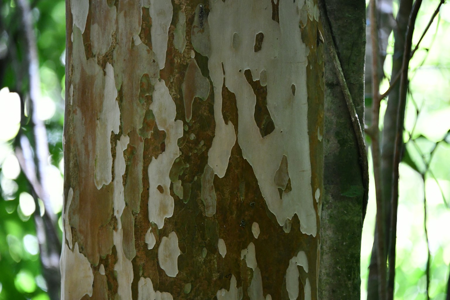 Tronco de árbol con patrones de corteza únicos rodeado de vegetación exuberante