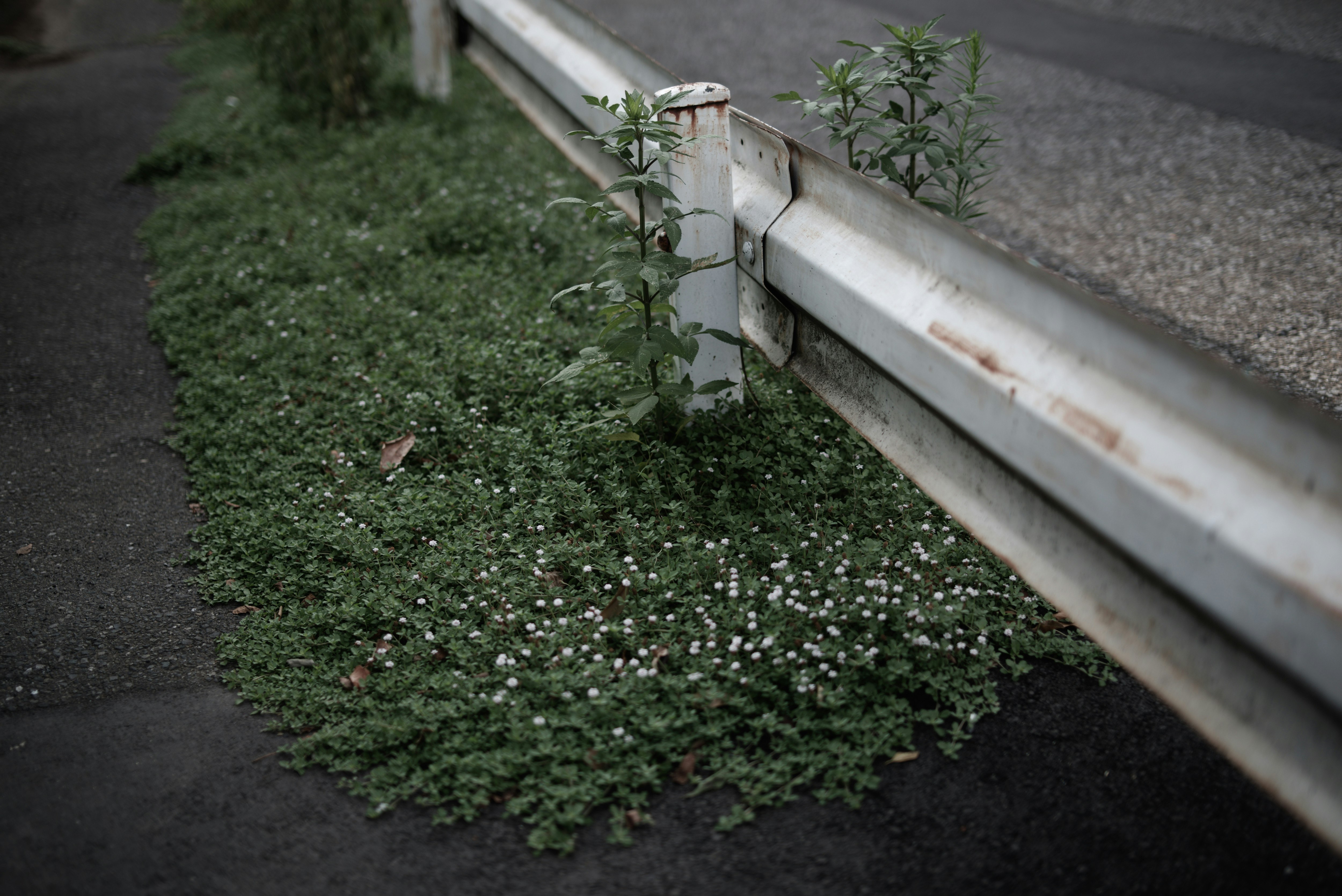 北青山のガードレールと緑の融合した街路の風景