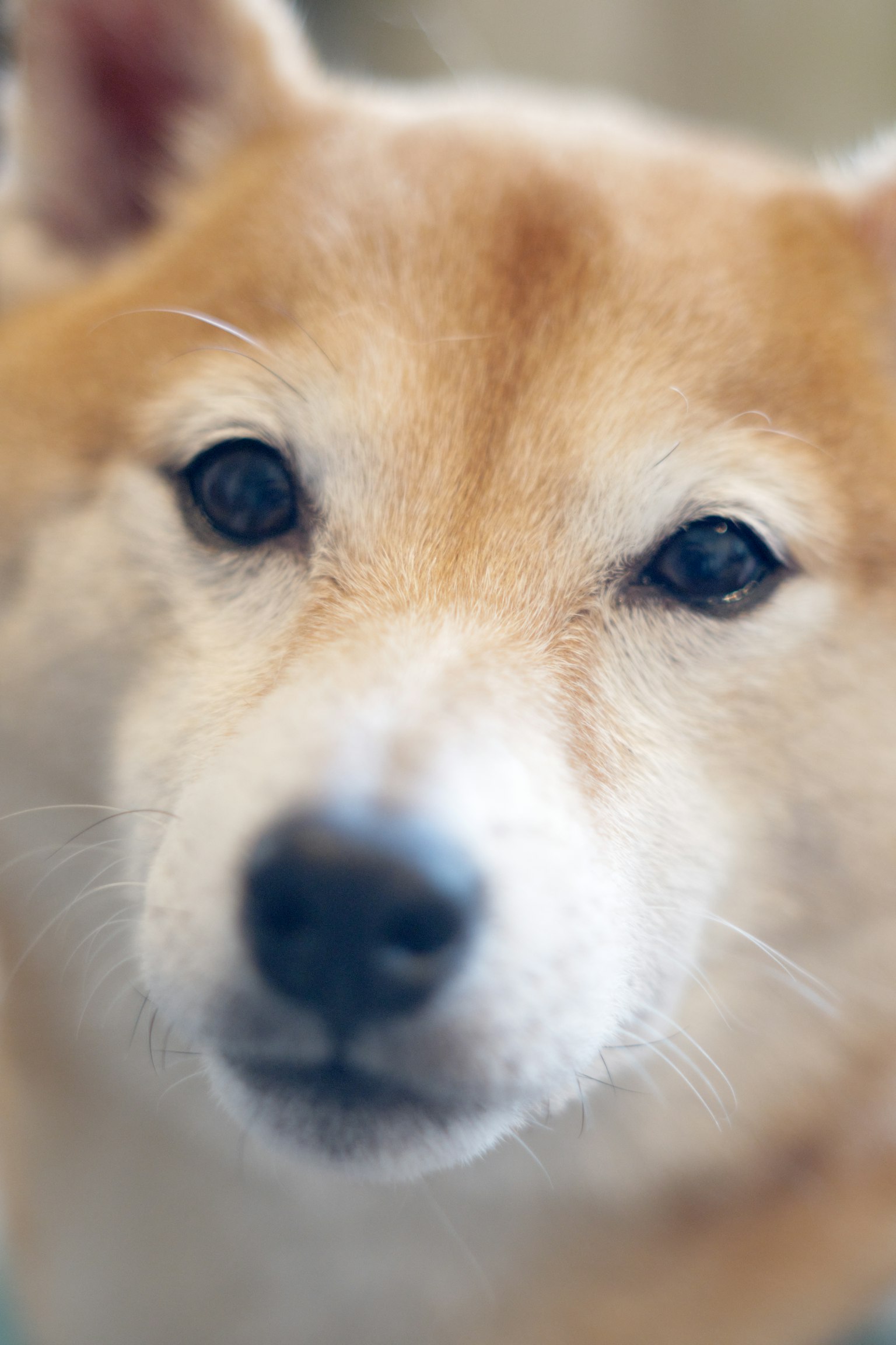 Primer plano de la cara de un Shiba Inu con expresión linda y pelaje marrón