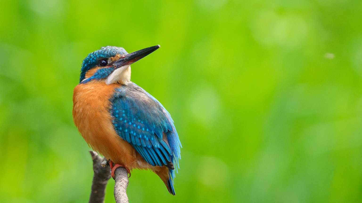 Ein lebhafter blauer und orangefarbener Eisvogel sitzt auf einem Ast