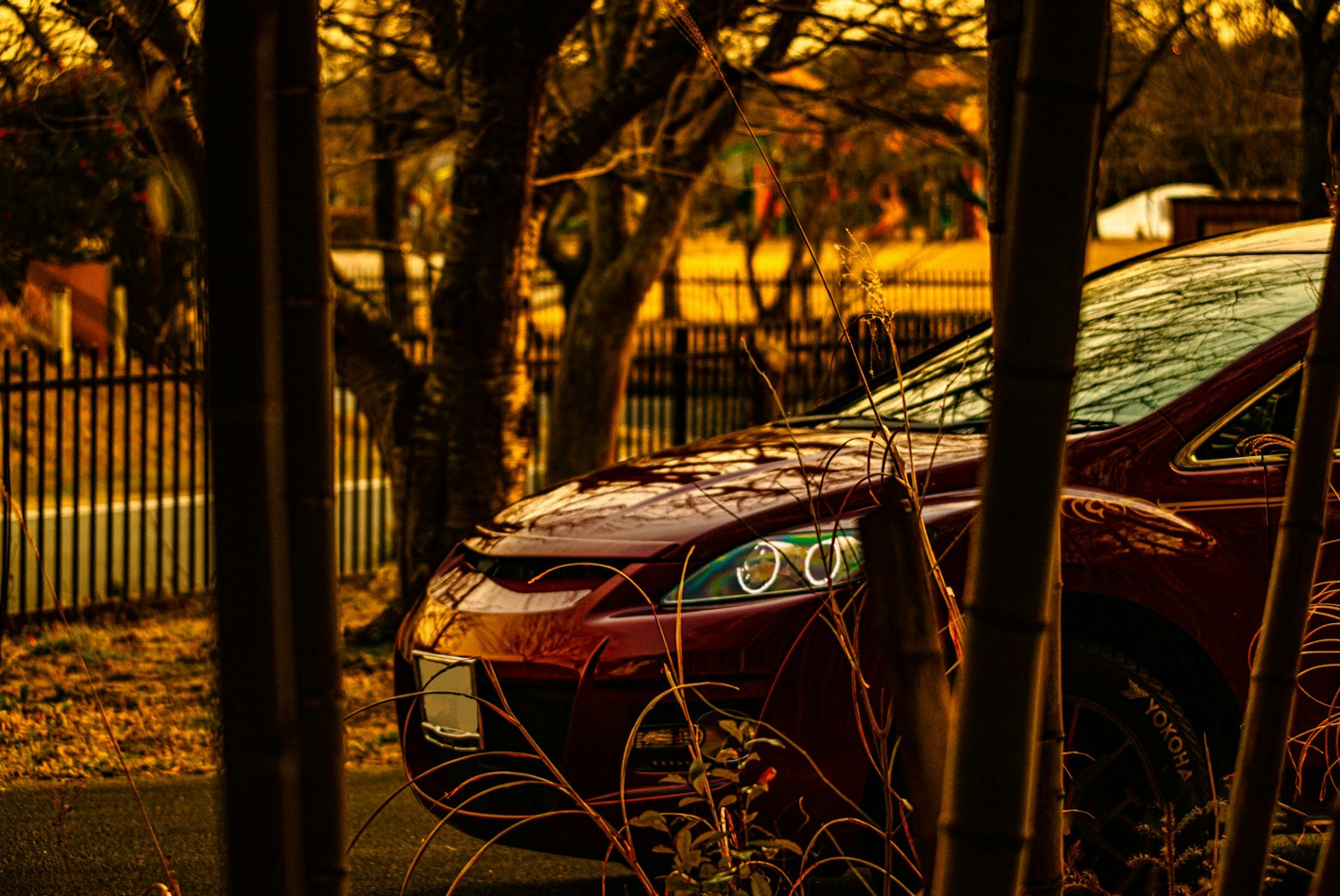 Red car partially hidden among bamboo in sunset light
