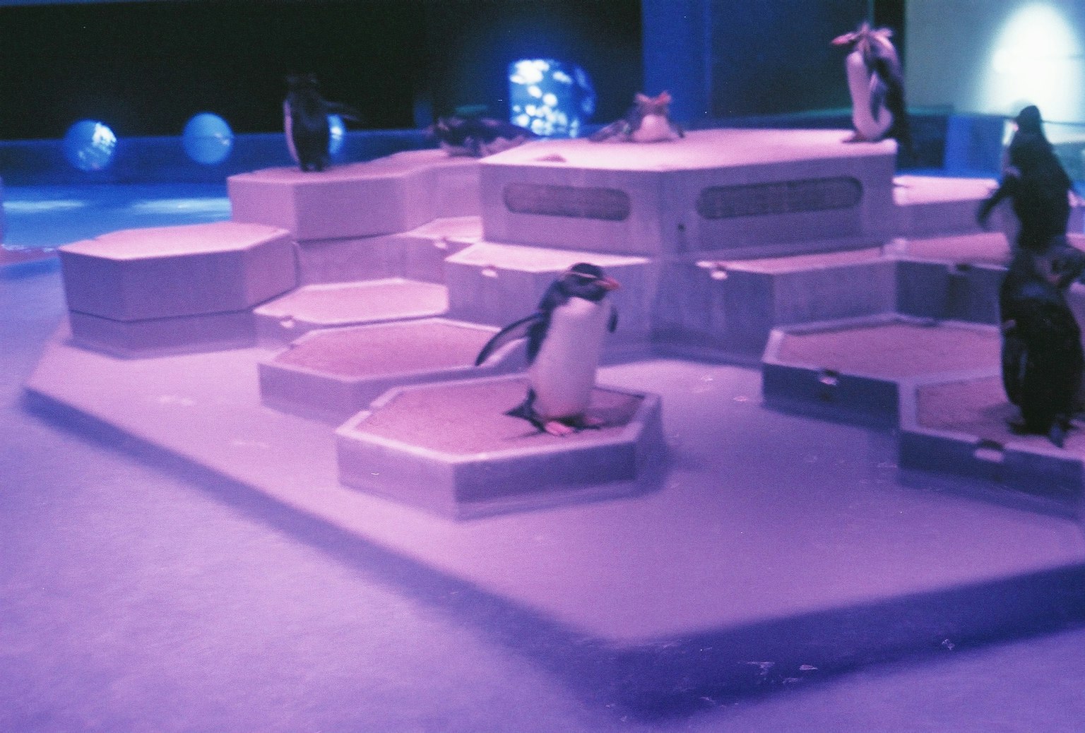 Pinguini che giocano sotto luci blu su strutture di blocchi di ghiaccio