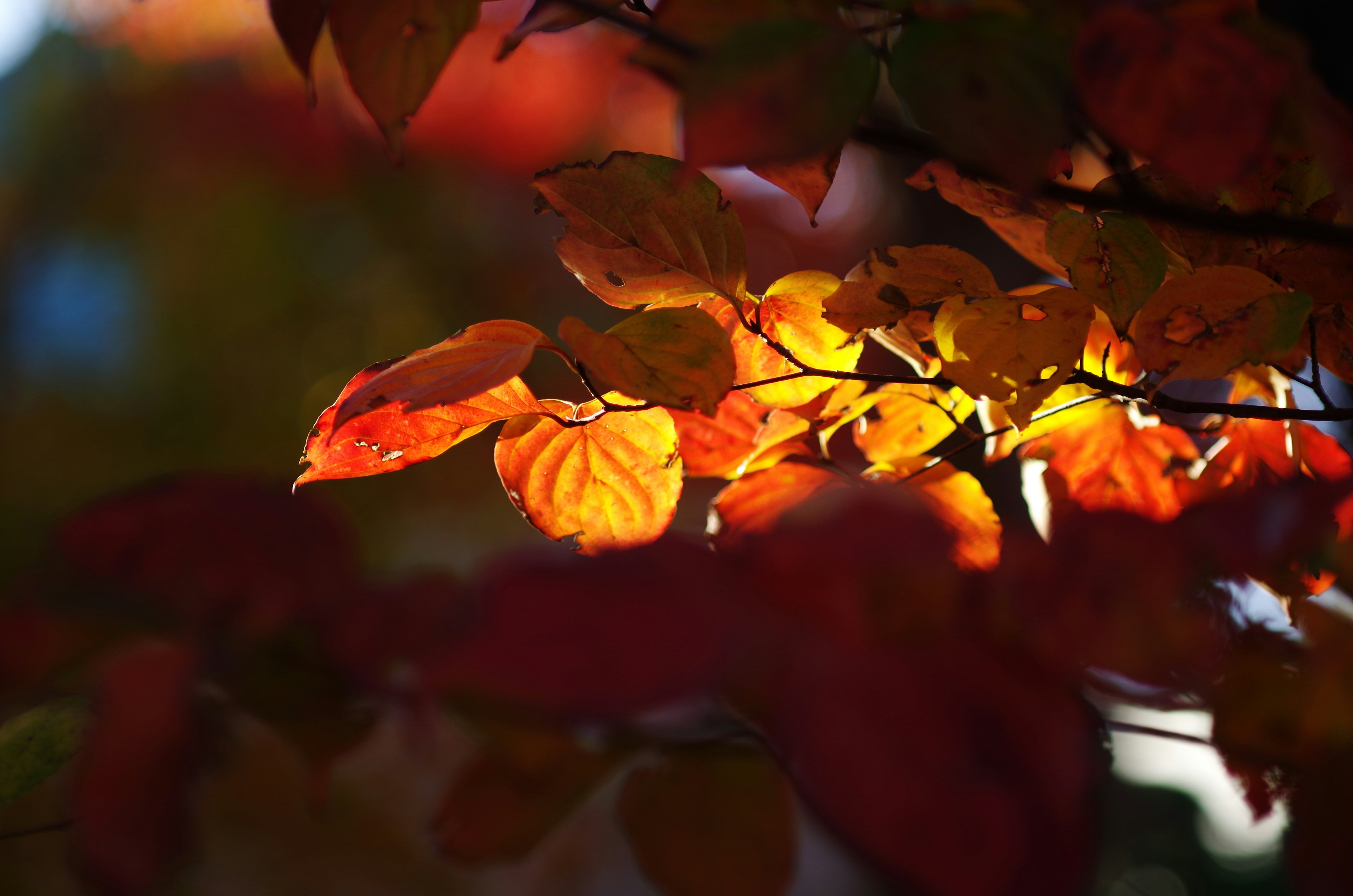 紅葉の葉が枝に寄り添う夕方の光