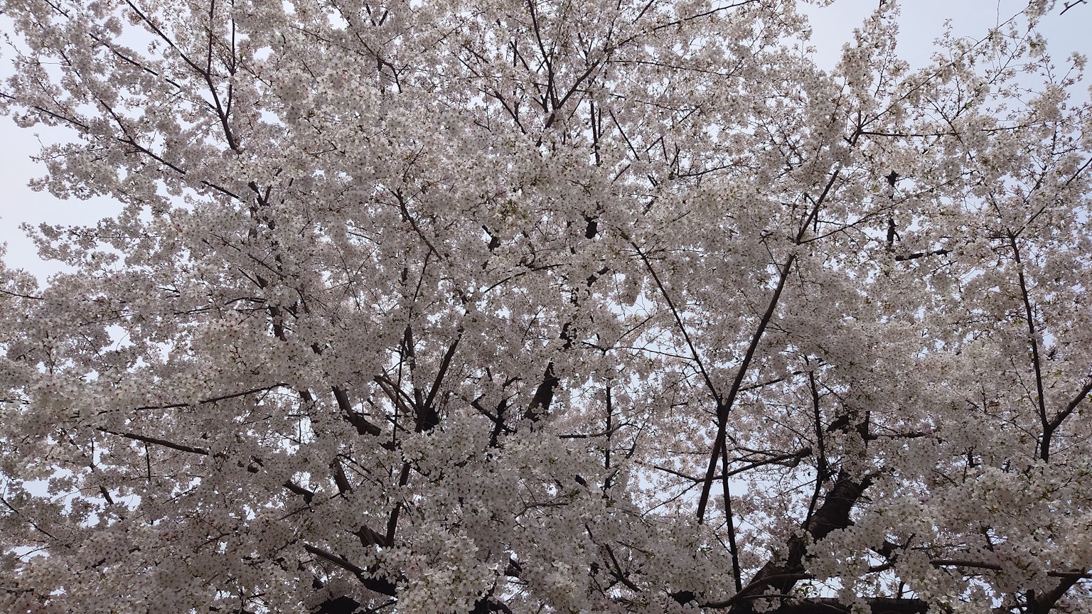 Pohon sakura yang mekar dengan banyak bunga merah muda
