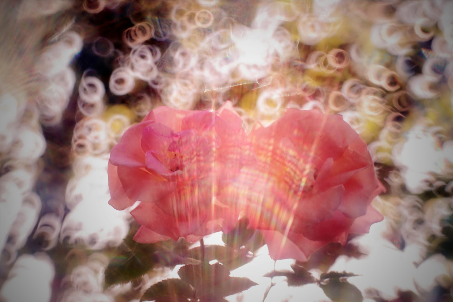 Belle rose rosa che fluttuano in uno sfondo sfocato