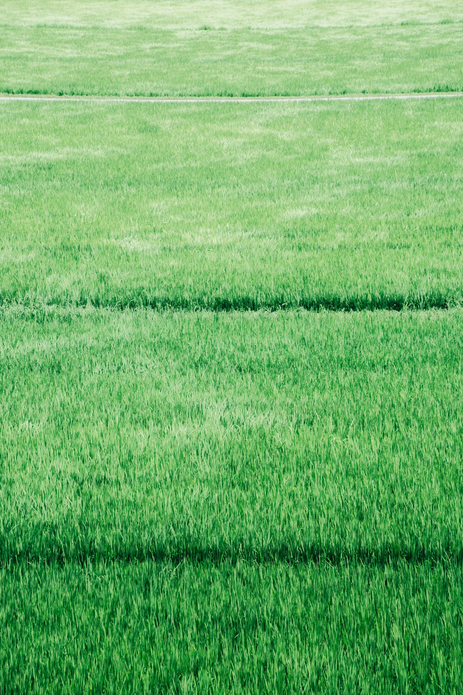 Image d'un motif de gazon vert uniforme avec des lignes visibles