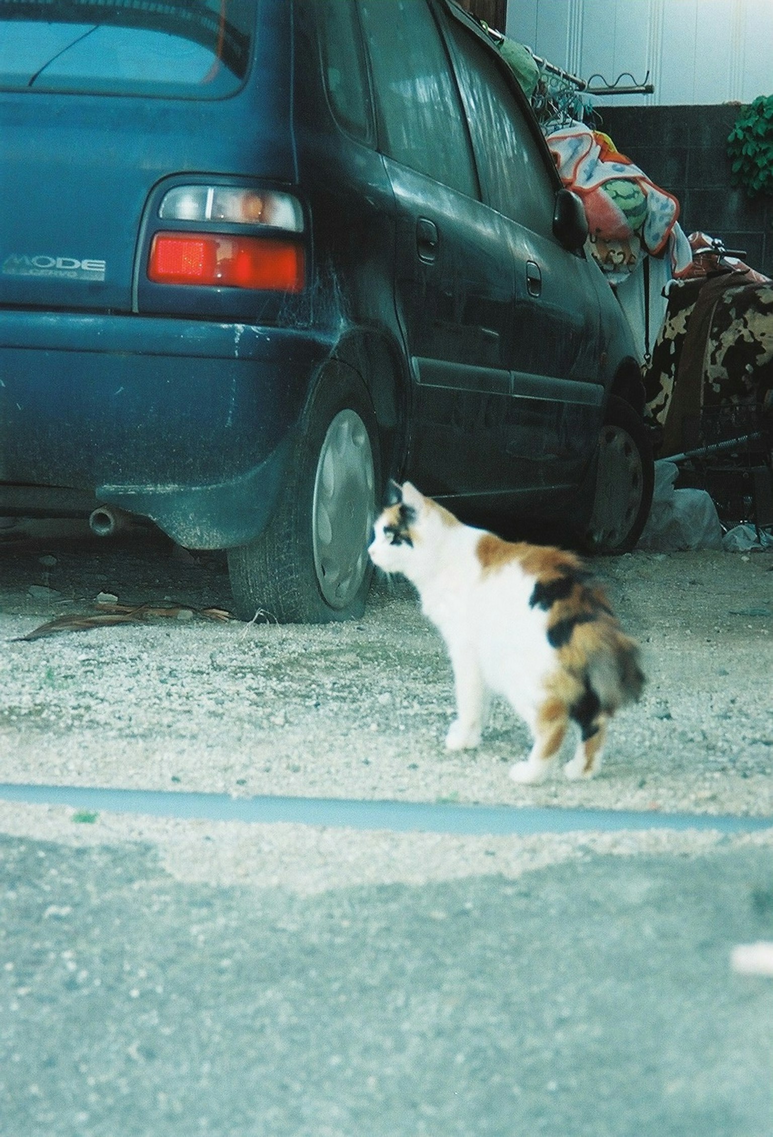 Un gato calico caminando cerca de un auto azul