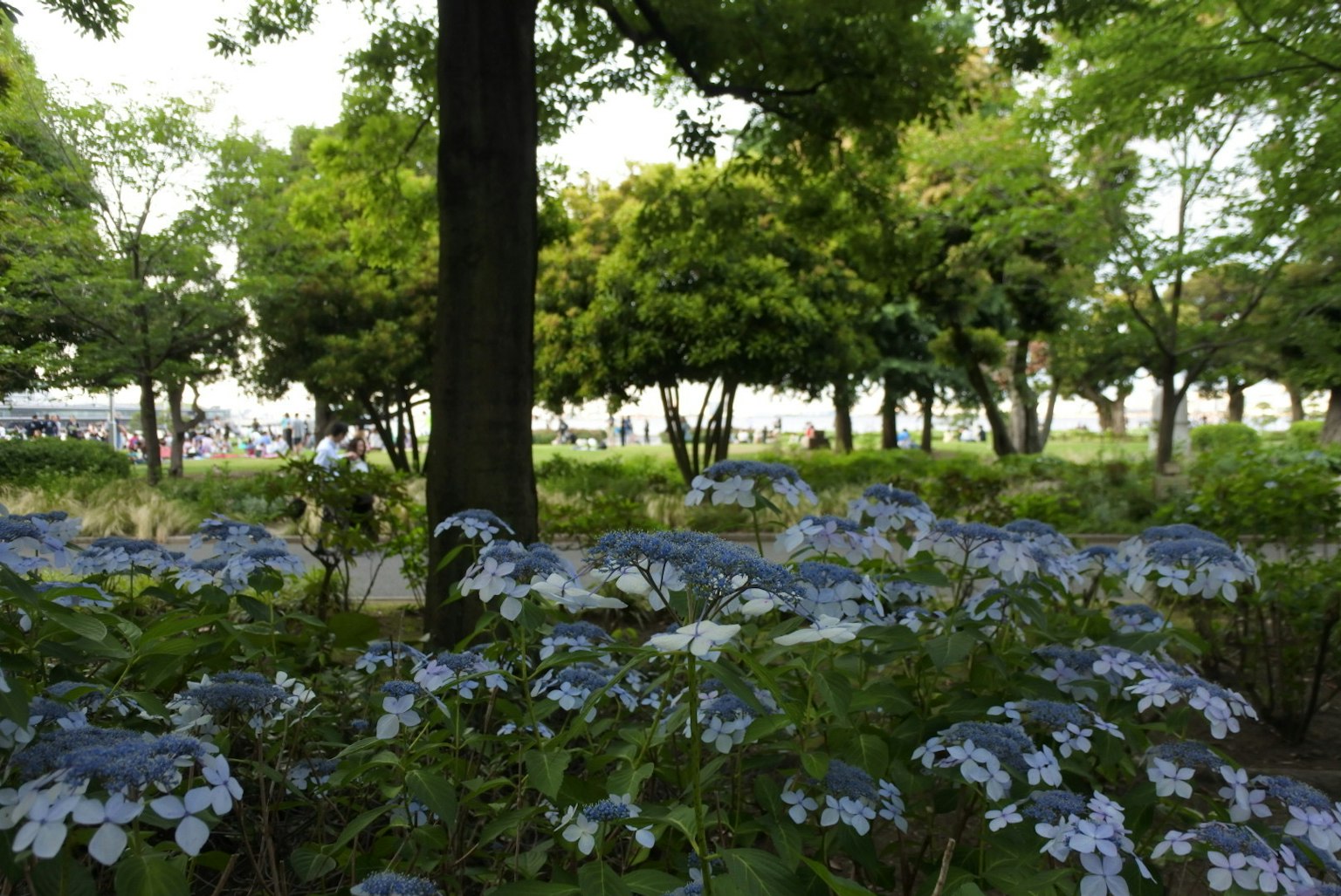Park scene with blooming blue flowers green trees and people in the background