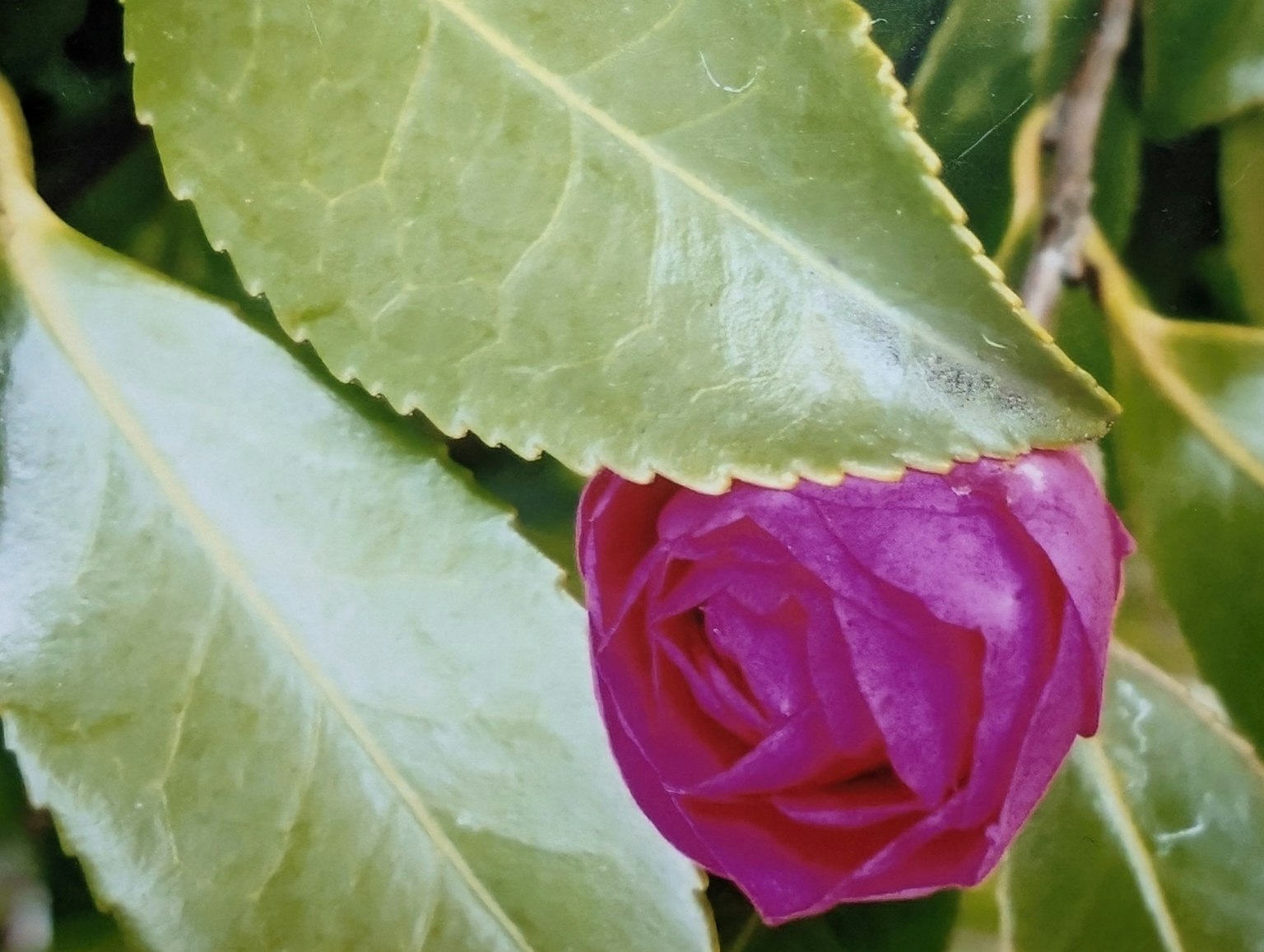 Une rose violette nichée parmi des feuilles vertes
