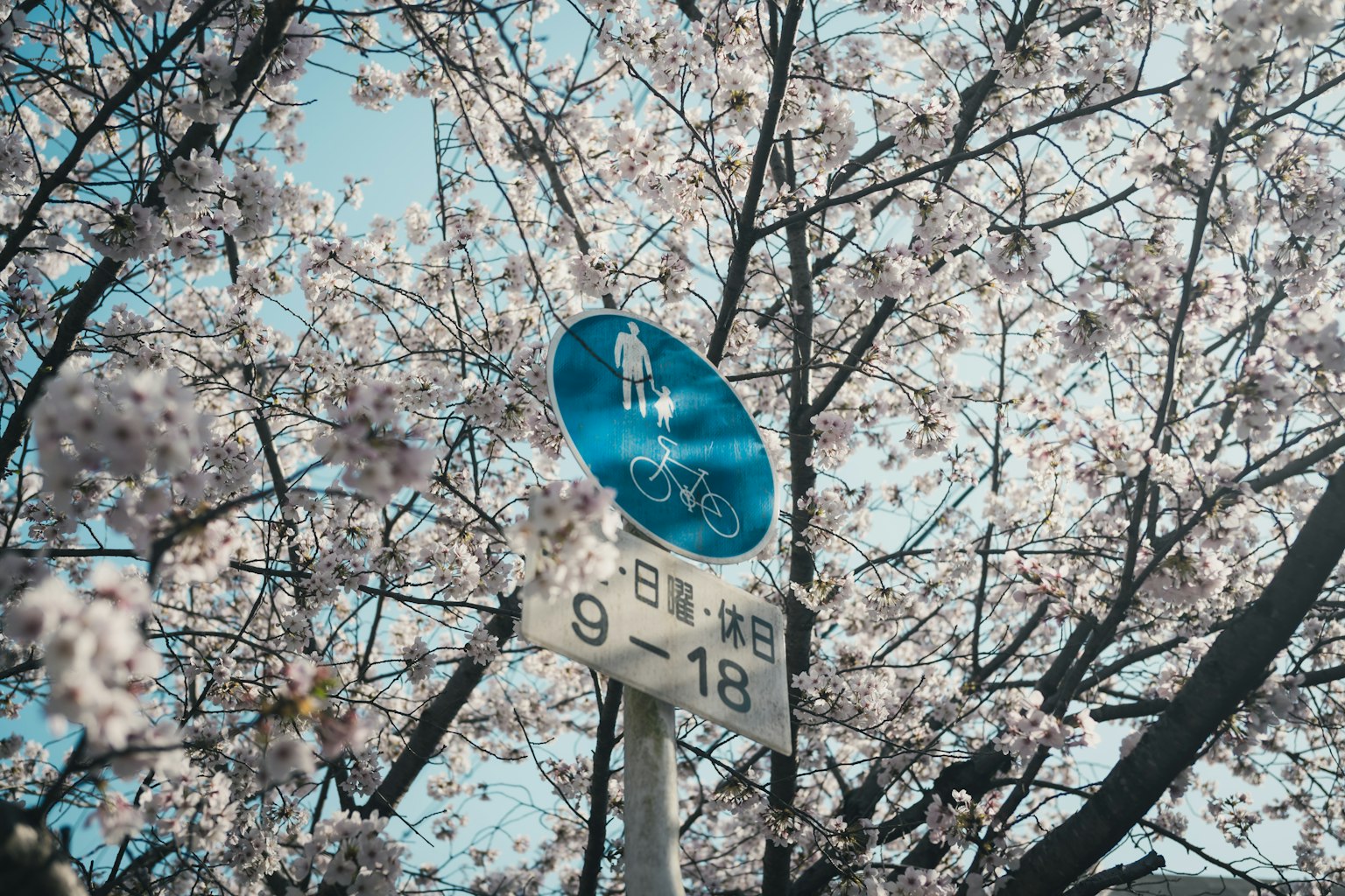 Panneau de vélo bleu entouré d'arbres en fleurs de cerisier